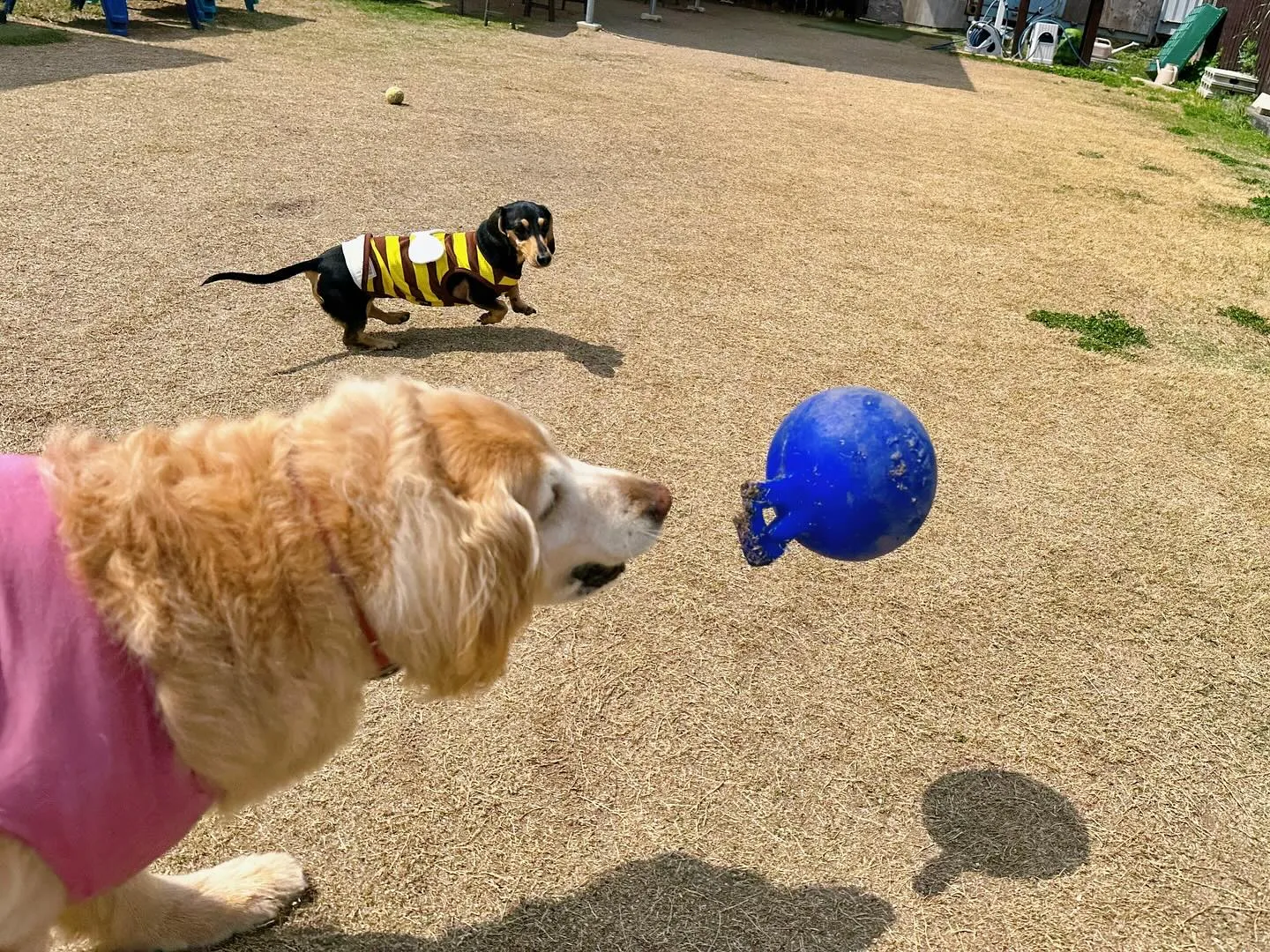 【ドッグランイベント 2日のご予約受付締切のお知らせ】