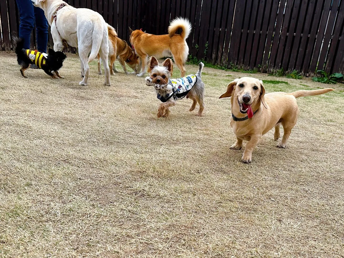 【ドッグランイベント 2日のご予約受付締切のお知らせ】