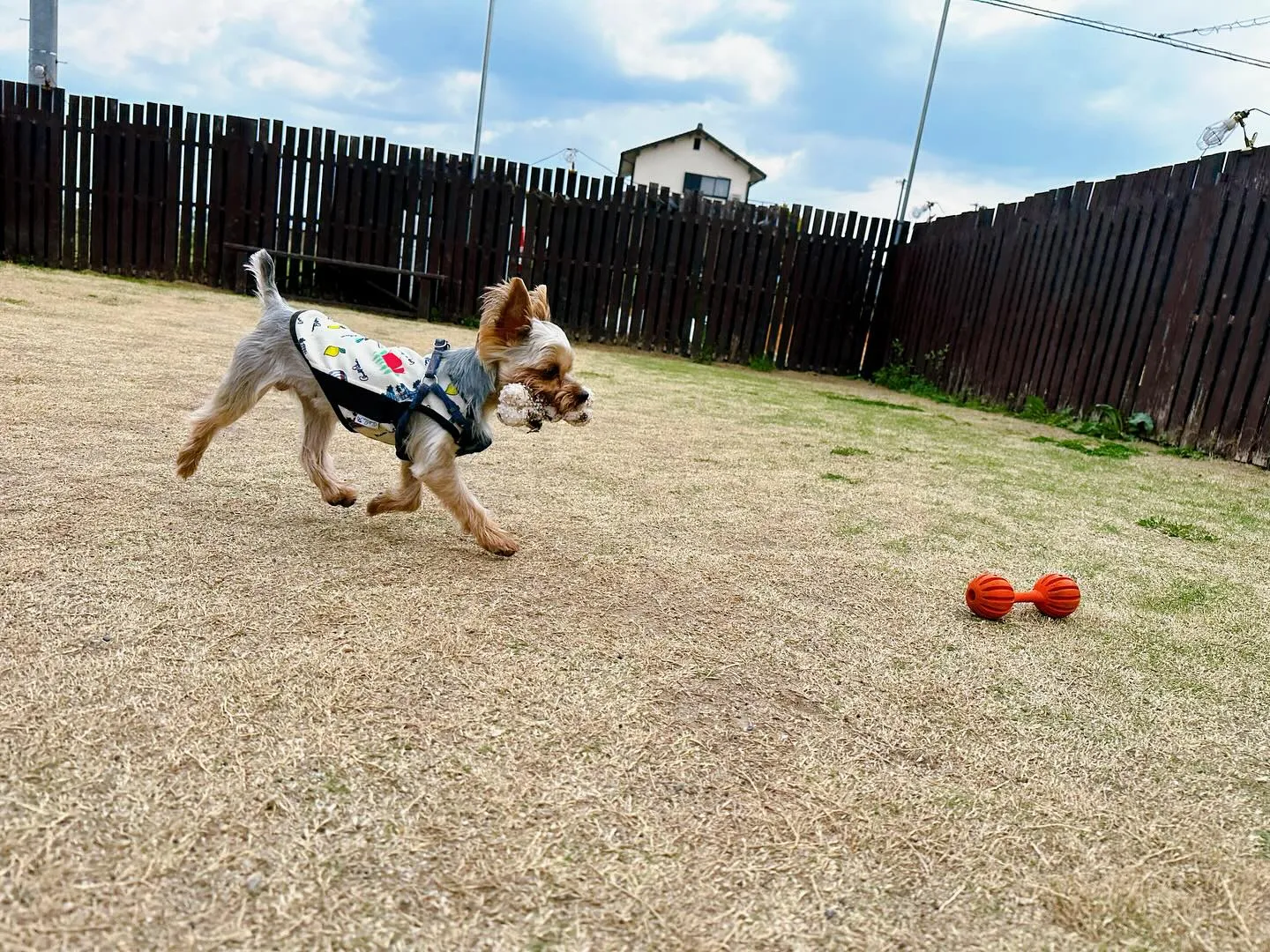 【ドッグランイベント 2日のご予約受付締切のお知らせ】