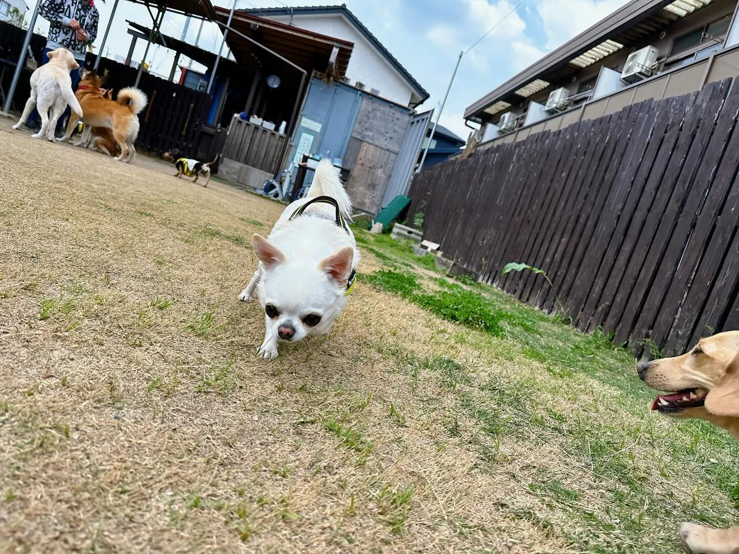 【ドッグランイベント 2日のご予約受付締切のお知らせ】