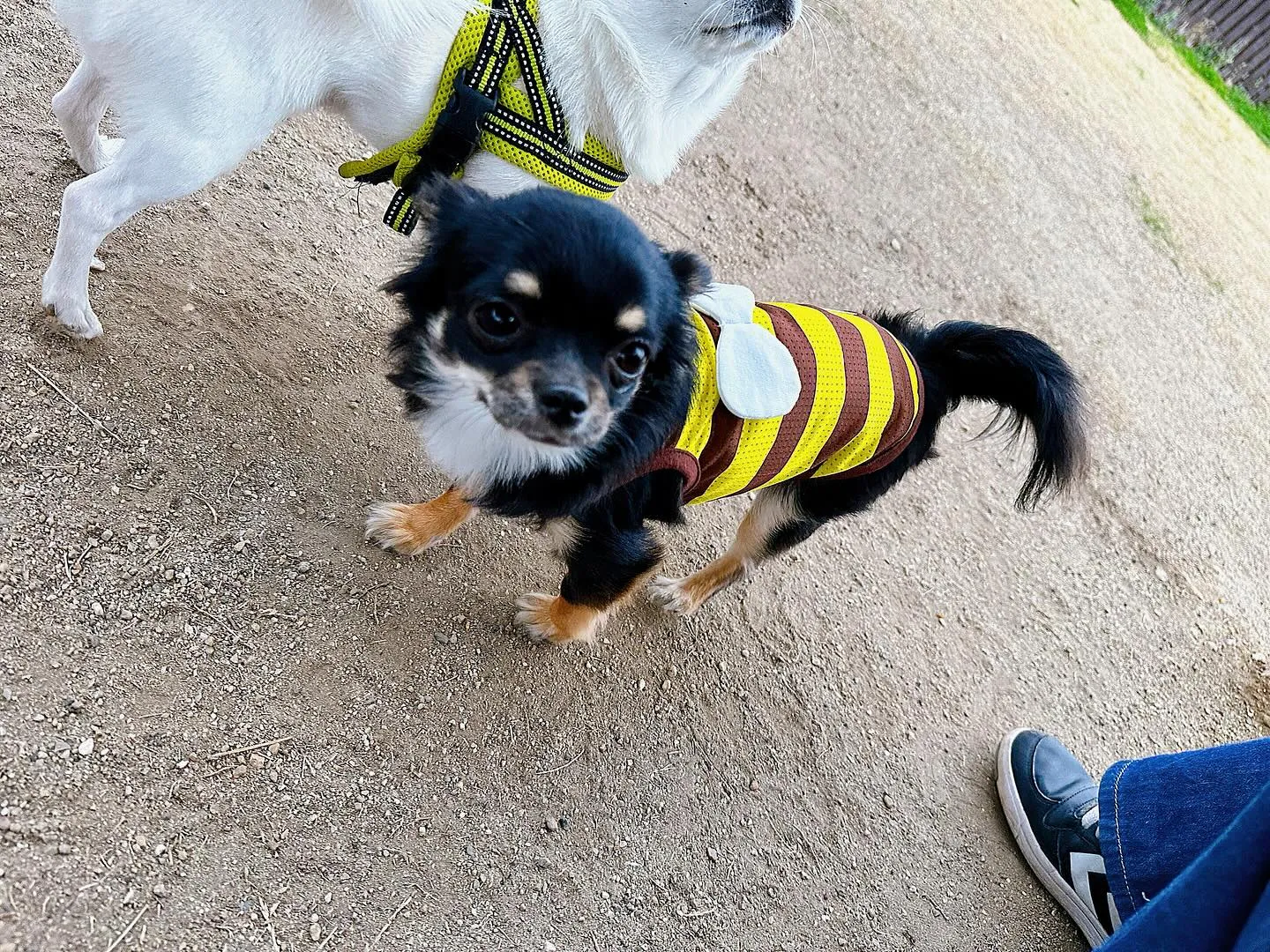 【ドッグランイベント 2日のご予約受付締切のお知らせ】