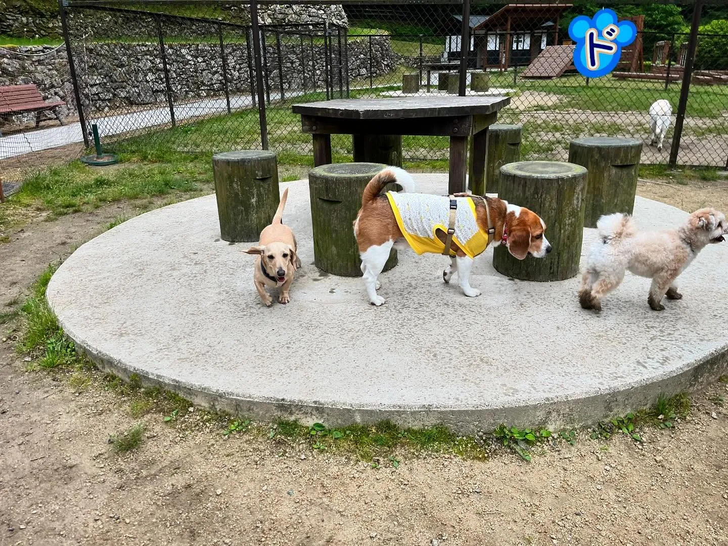 【ドッグランイベント 2日のご予約受付締切のお知らせ】