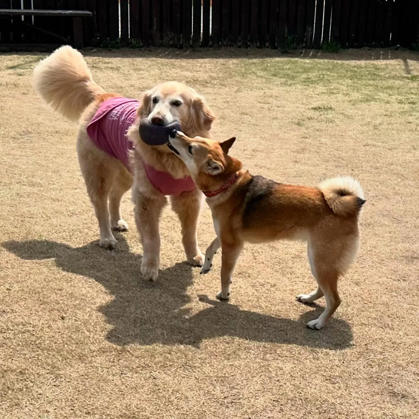 【ドッグランイベント ご予約受付締切のお知らせ】