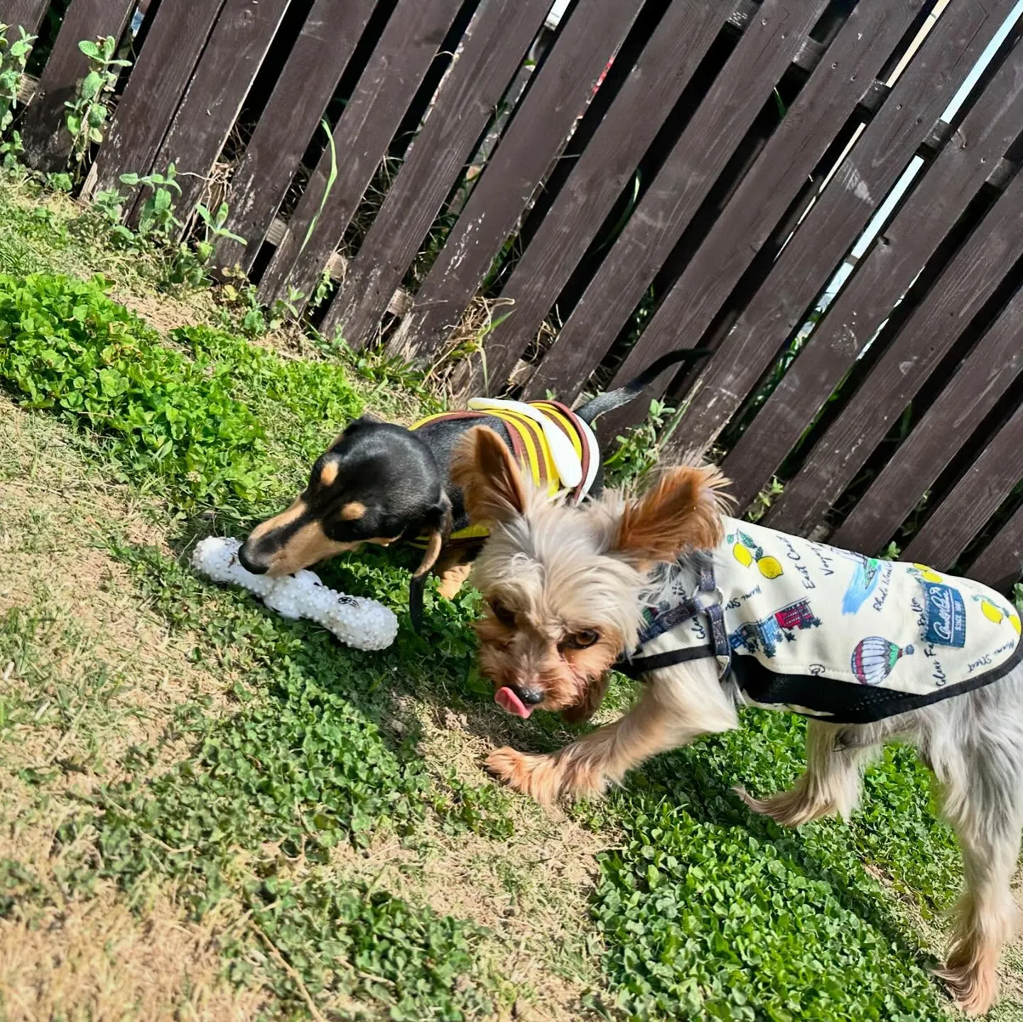 【ドッグランイベント ご予約受付締切のお知らせ】