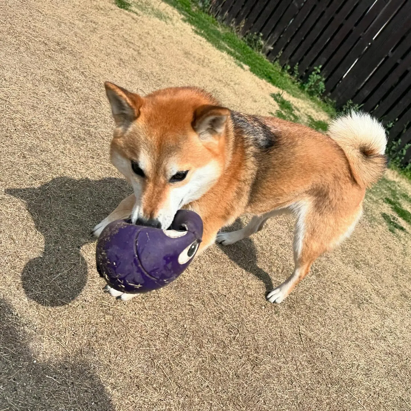 【ドッグランイベント ご予約受付締切のお知らせ】