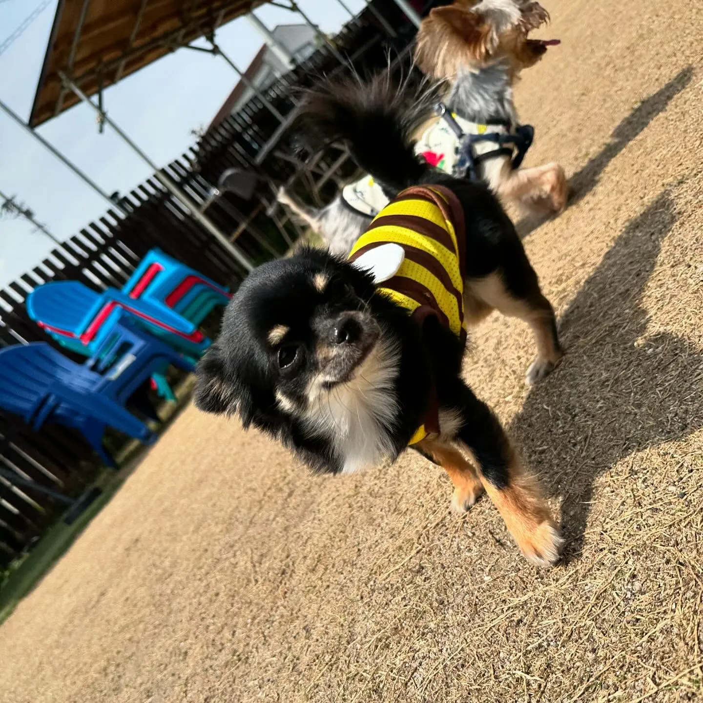 【ドッグランイベント ご予約受付締切のお知らせ】