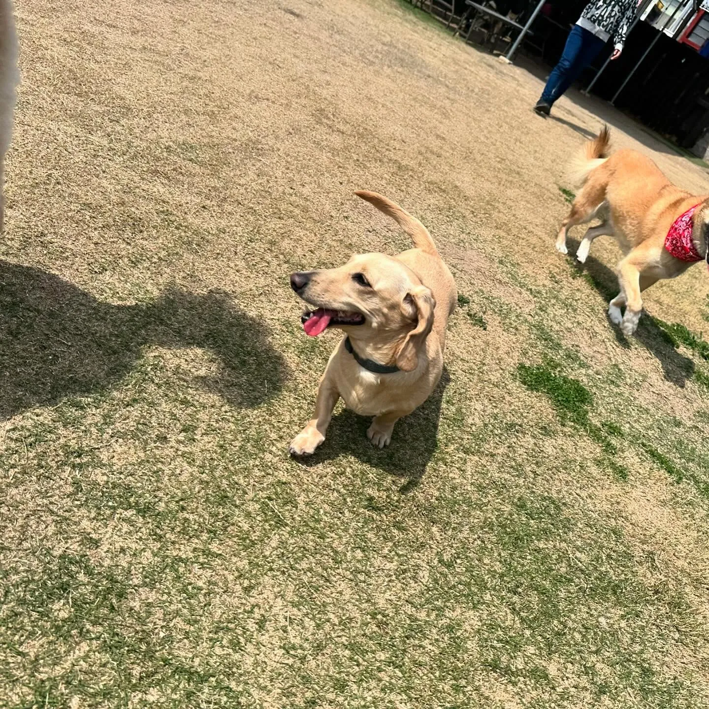 【ドッグランイベント ご予約受付締切のお知らせ】