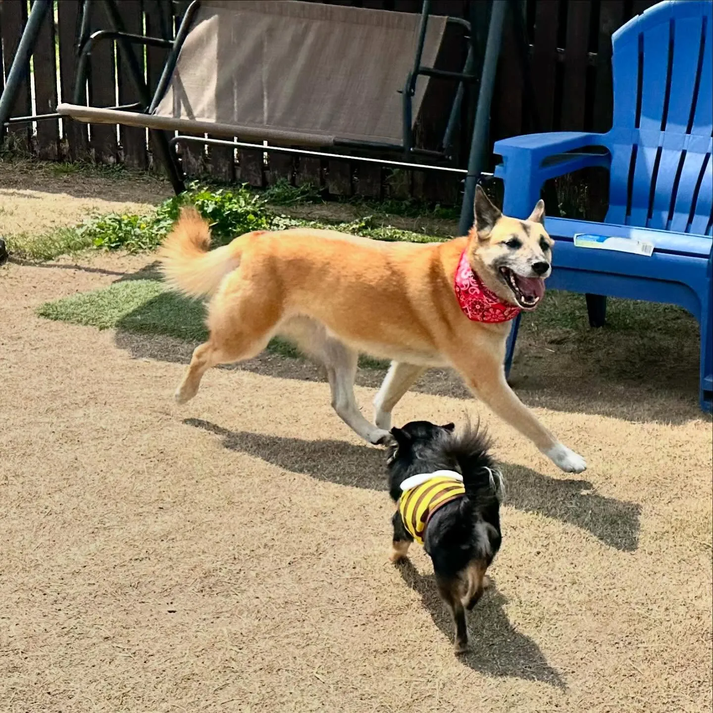 【ドッグランイベント ご予約受付締切のお知らせ】