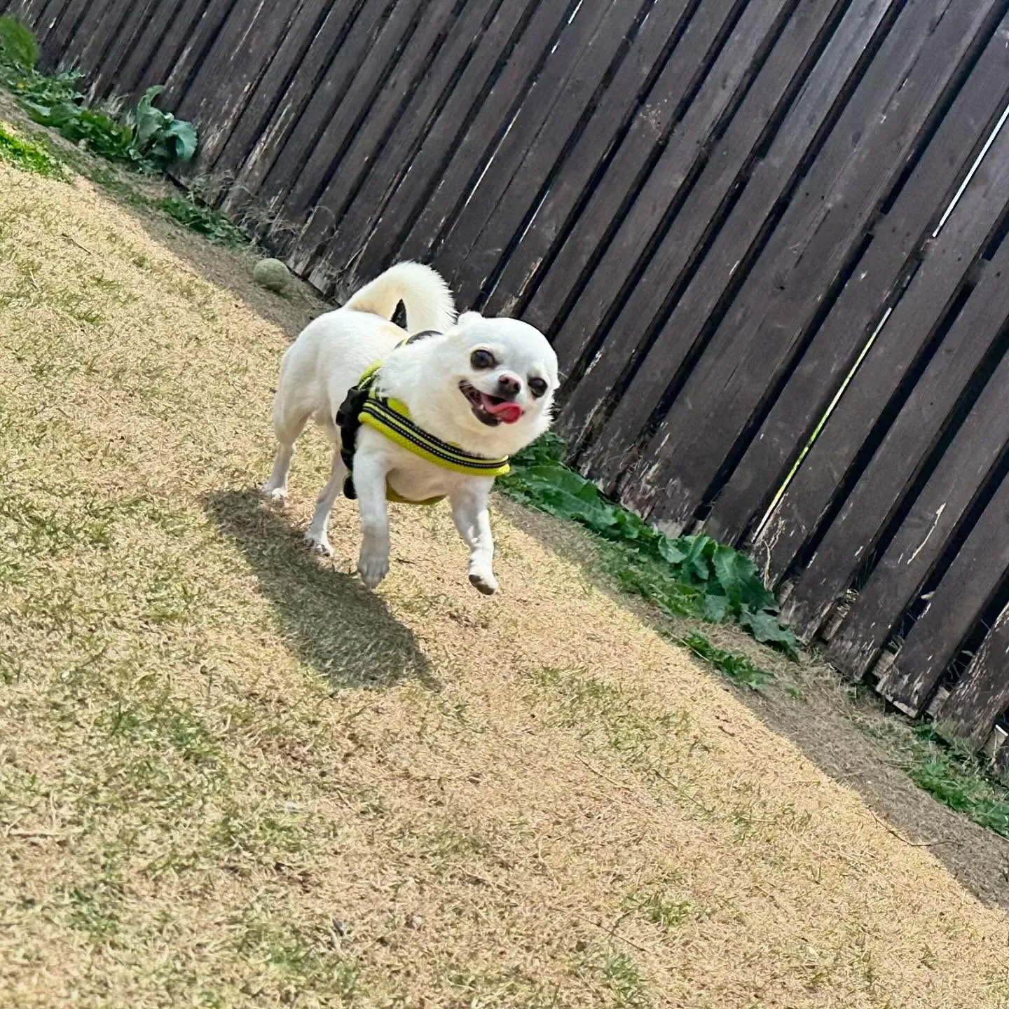 【ドッグランイベント ご予約受付締切のお知らせ】