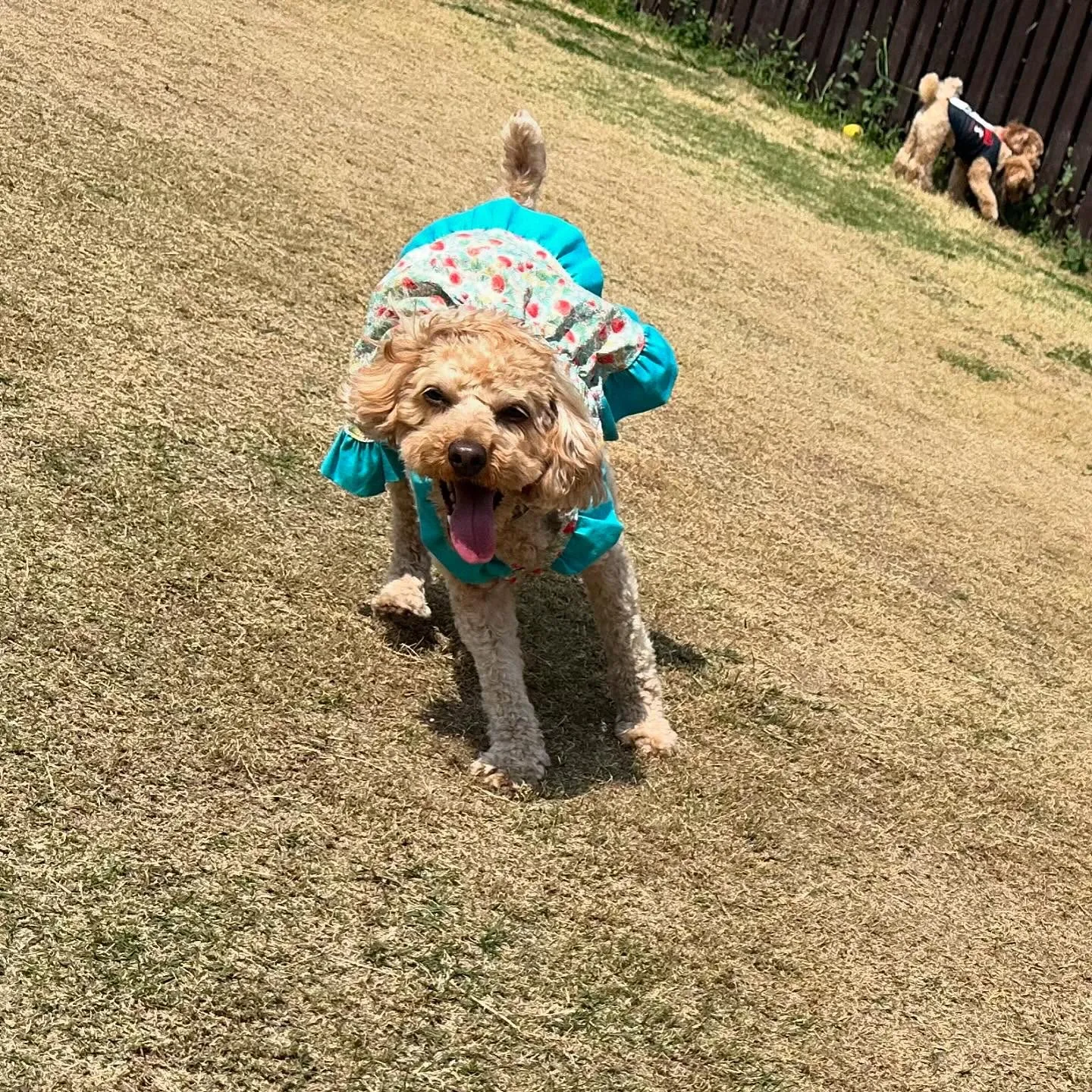 【ドッグランイベント ご予約受付締切のお知らせ】