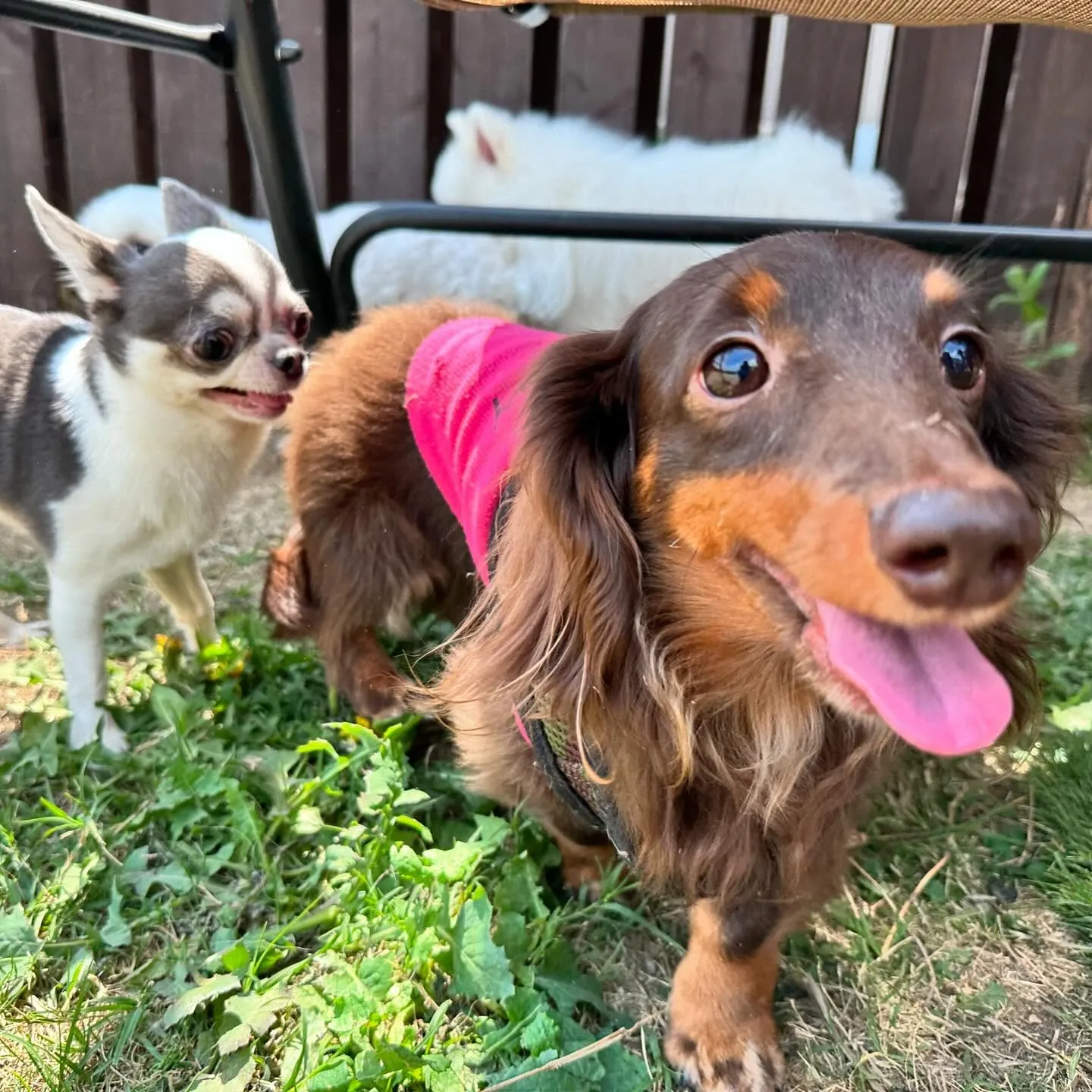 【ドッグランイベント ご予約受付締切のお知らせ】