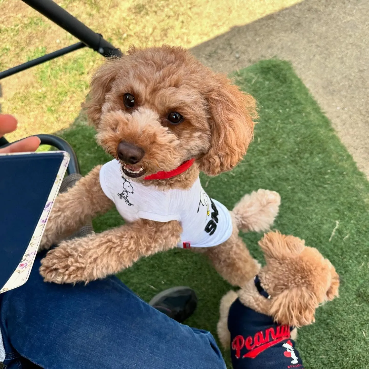 【ドッグランイベント ご予約受付締切のお知らせ】