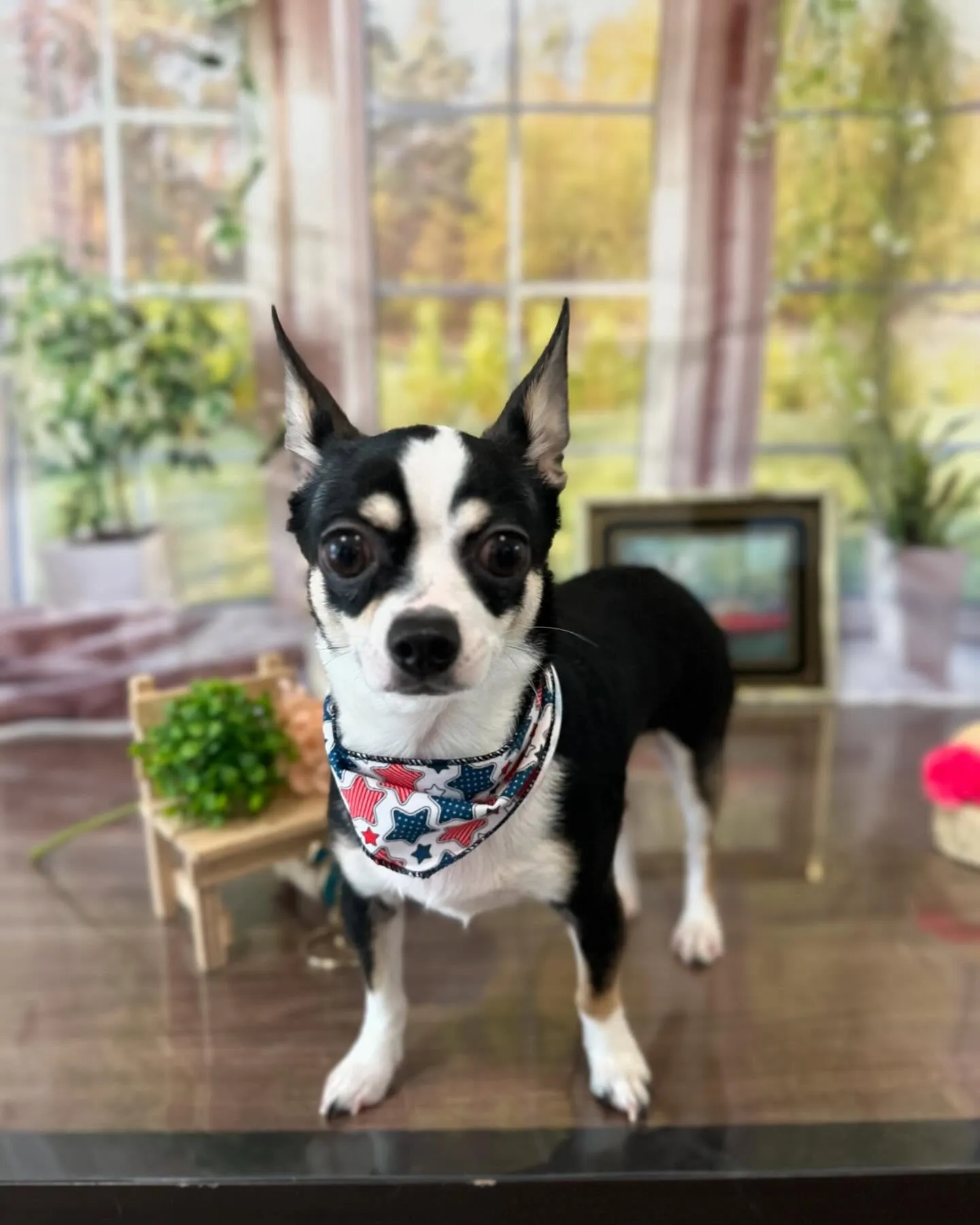 トリミングに来てくれたわんこたちです💖