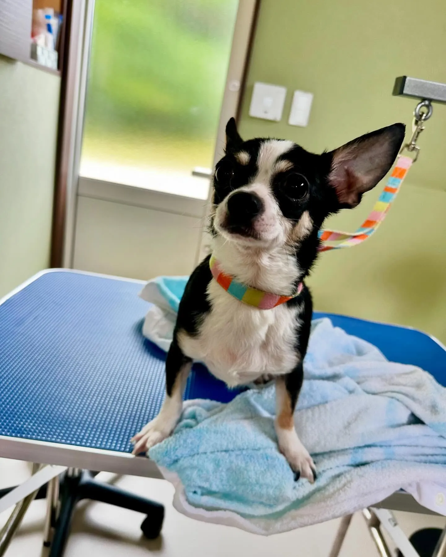 トリミングに来てくれたわんこたちです💖