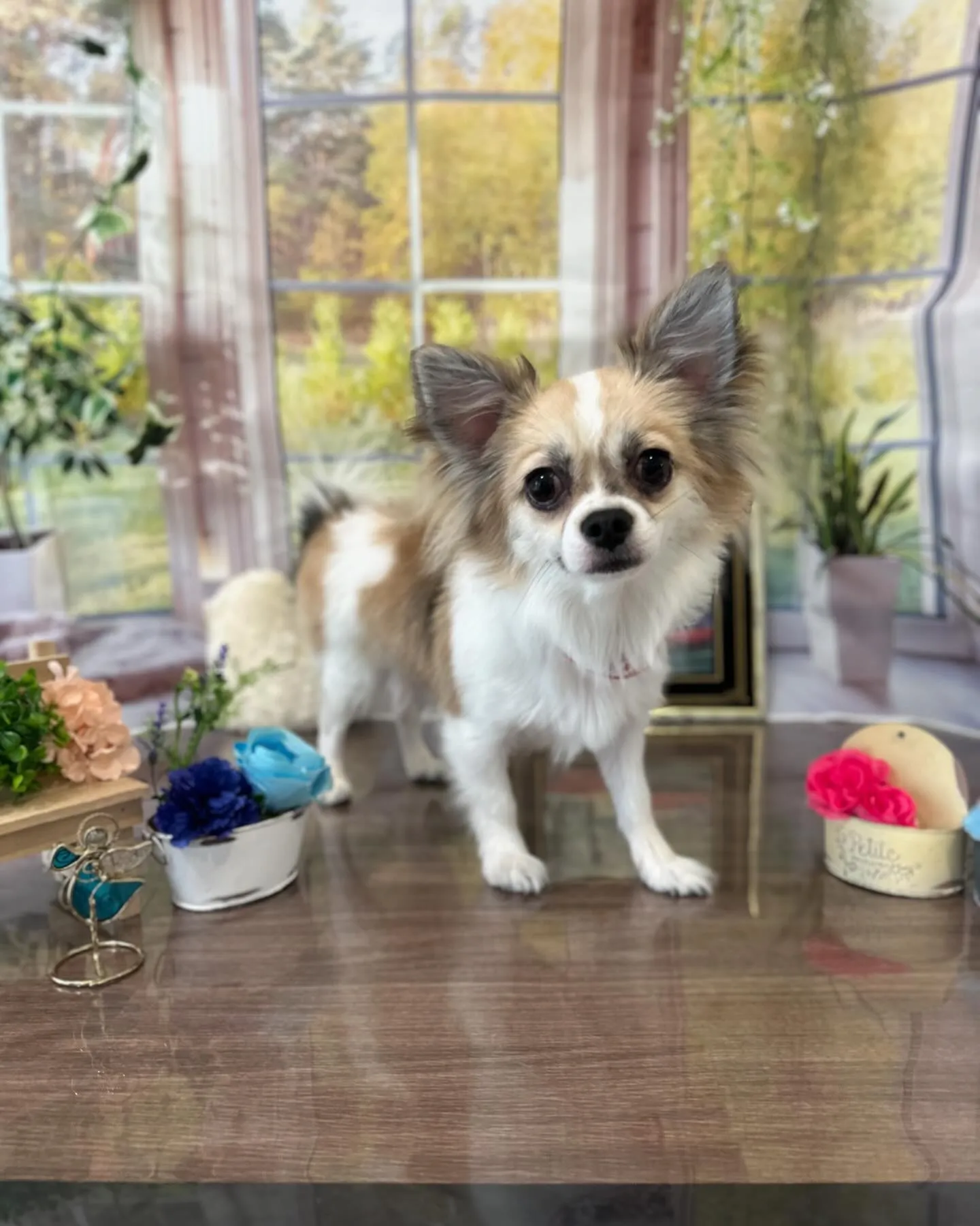 トリミングに来てくれたわんこたちです💖