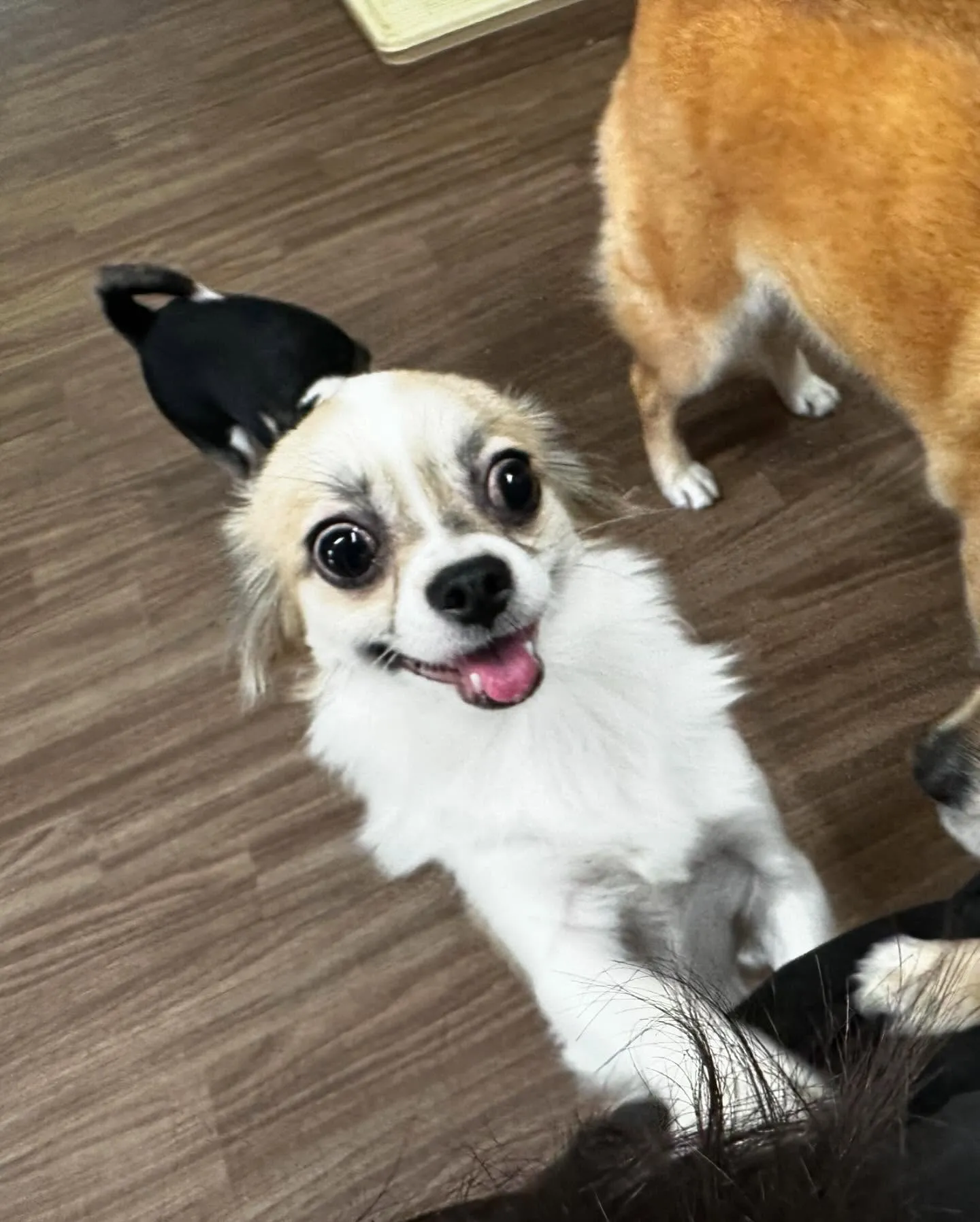 トリミングに来てくれたわんこたちです💖