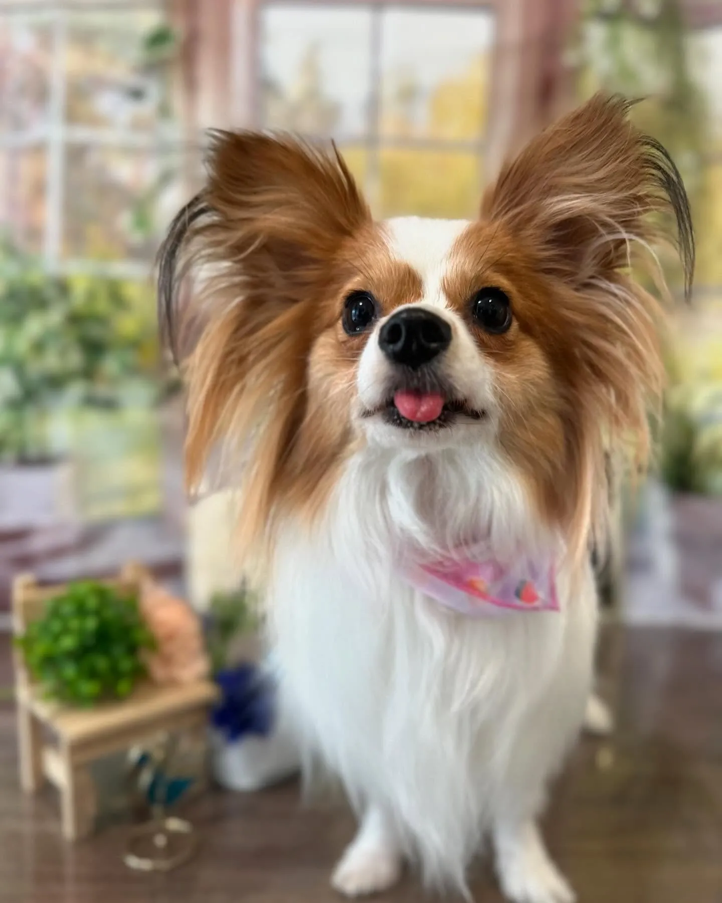 トリミングに来てくれたわんこたちです💖