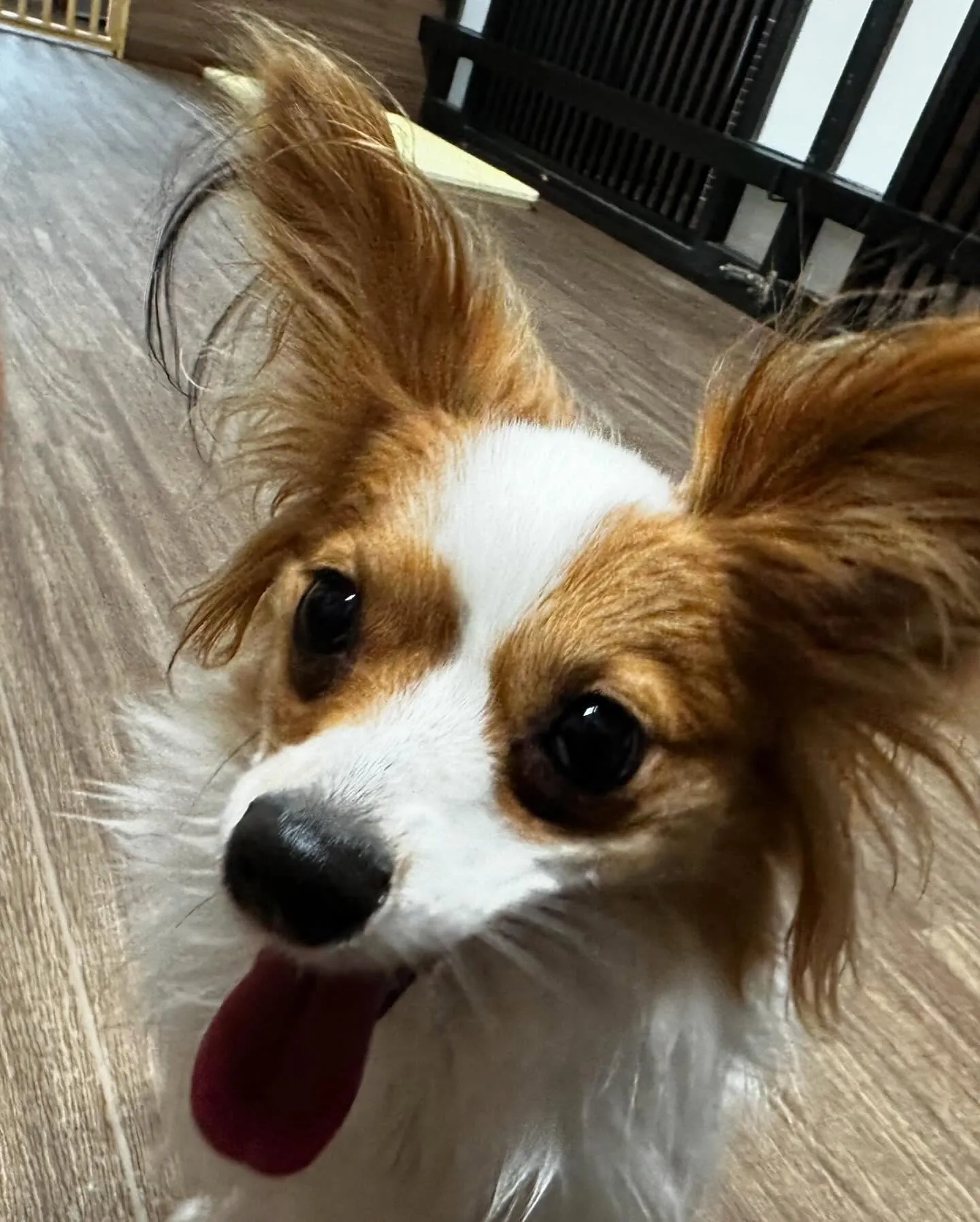 トリミングに来てくれたわんこたちです💖