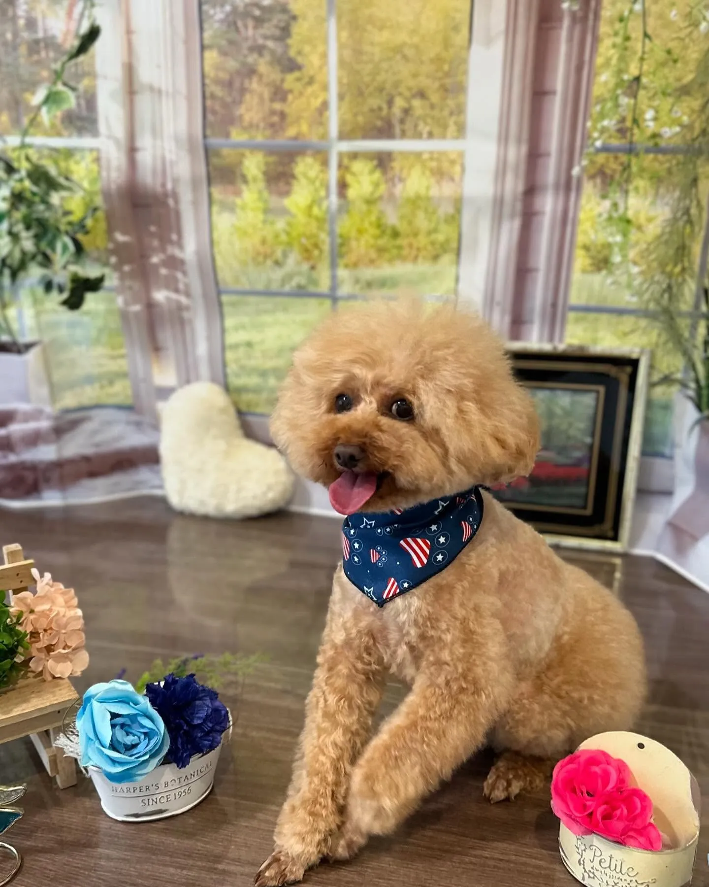 トリミングに来てくれたわんこたちです💖