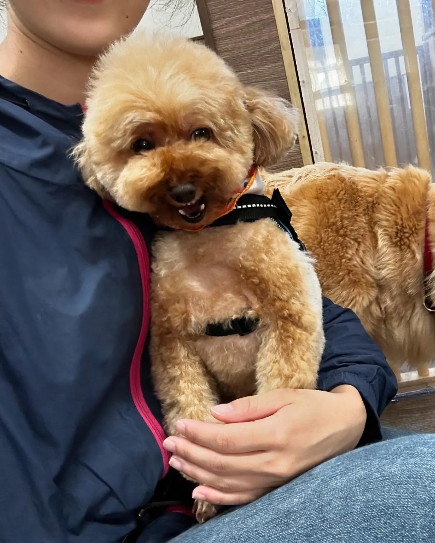 トリミングに来てくれたわんこたちです💖