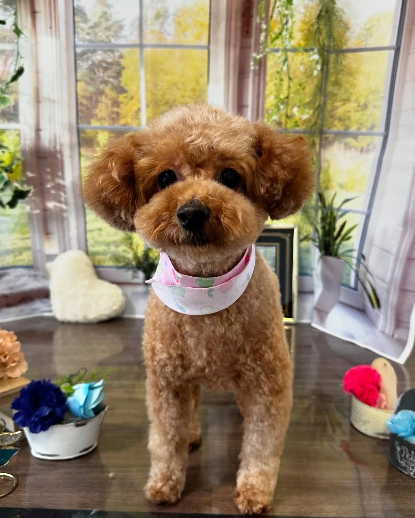 トリミングに来てくれたわんこたちです💖