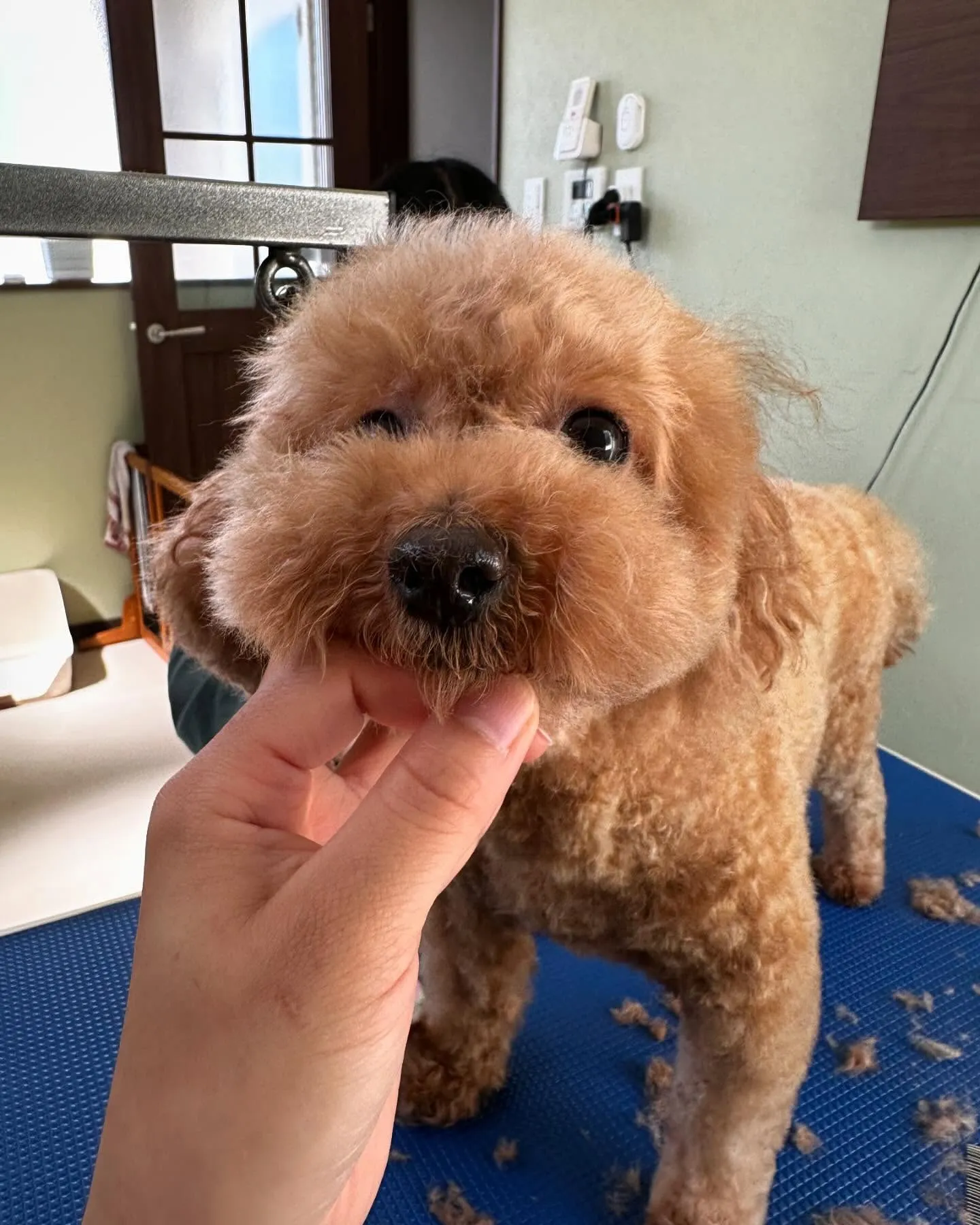 トリミングに来てくれたわんこたちです💖