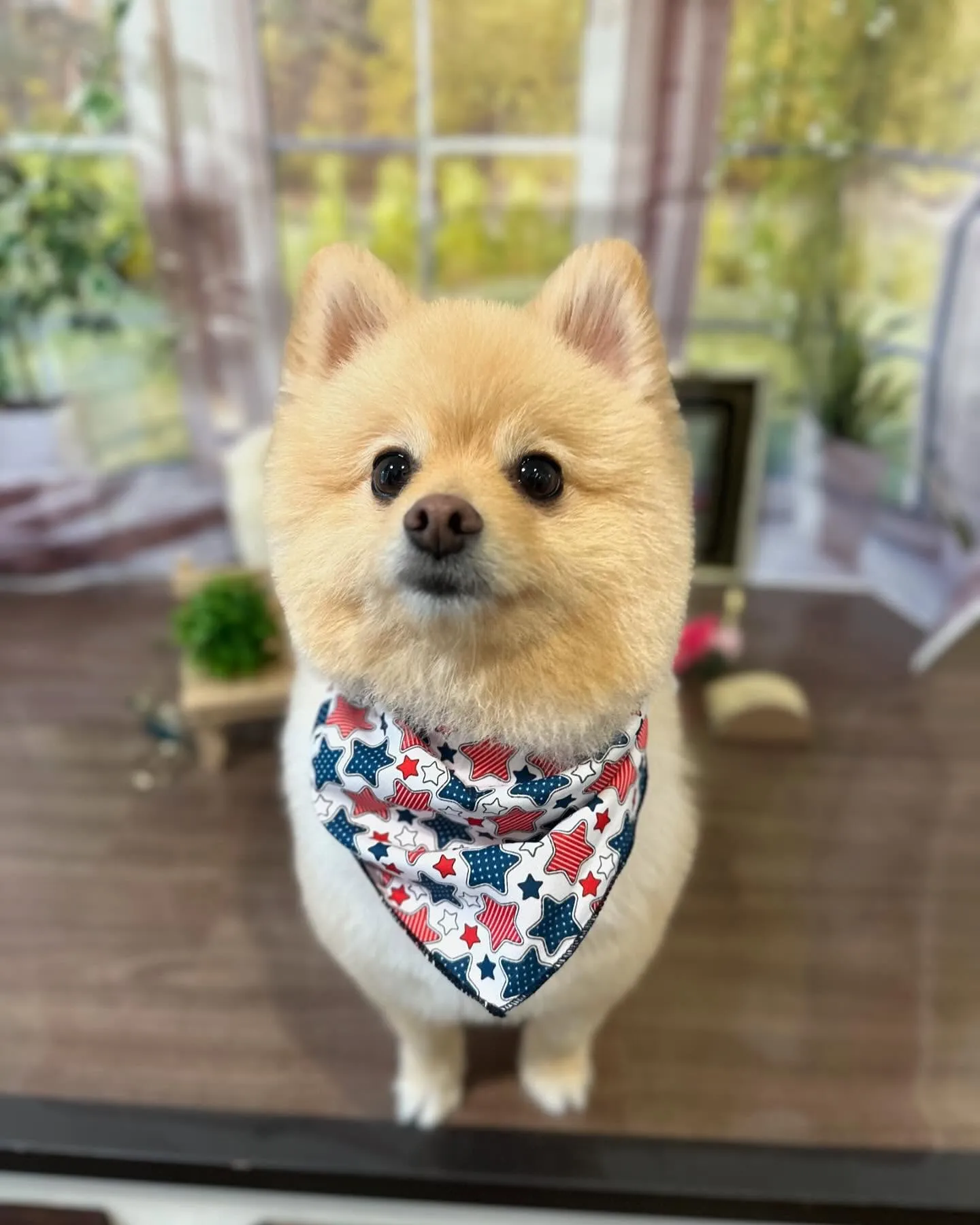 トリミングに来てくれたわんこたちです🎶