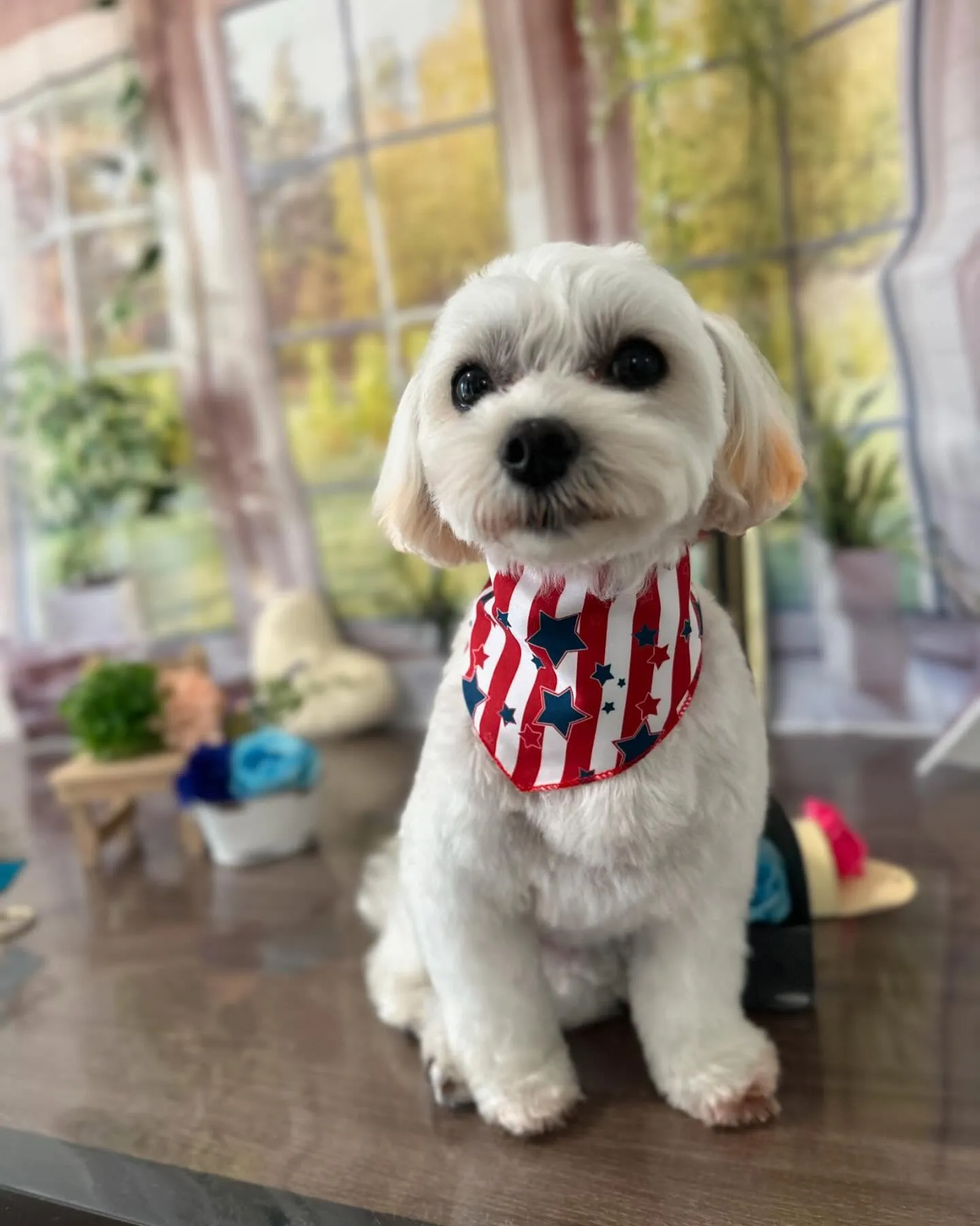 トリミングに来てくれたわんこたちです🎶