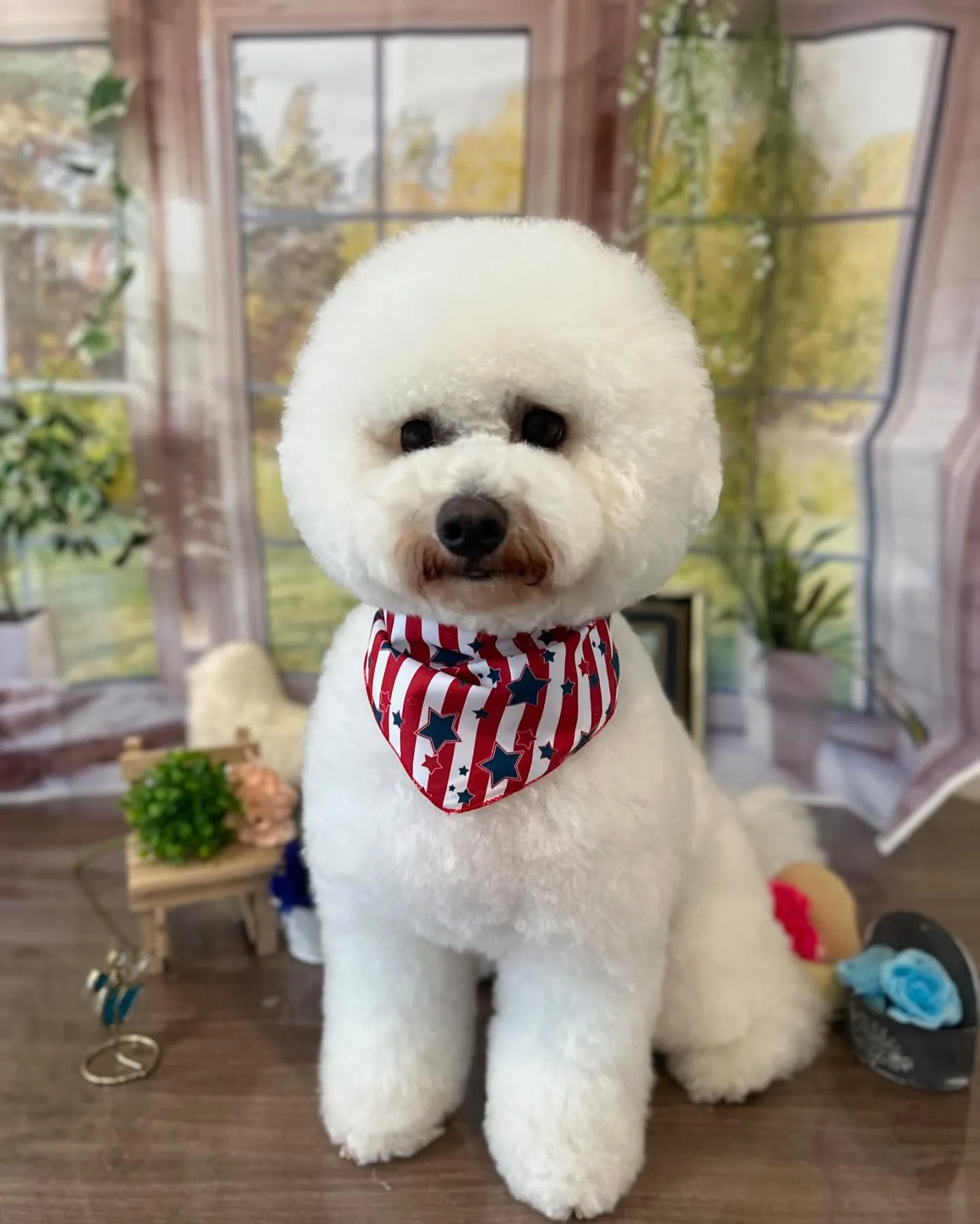 トリミングに来てくれたわんこたちです🎶