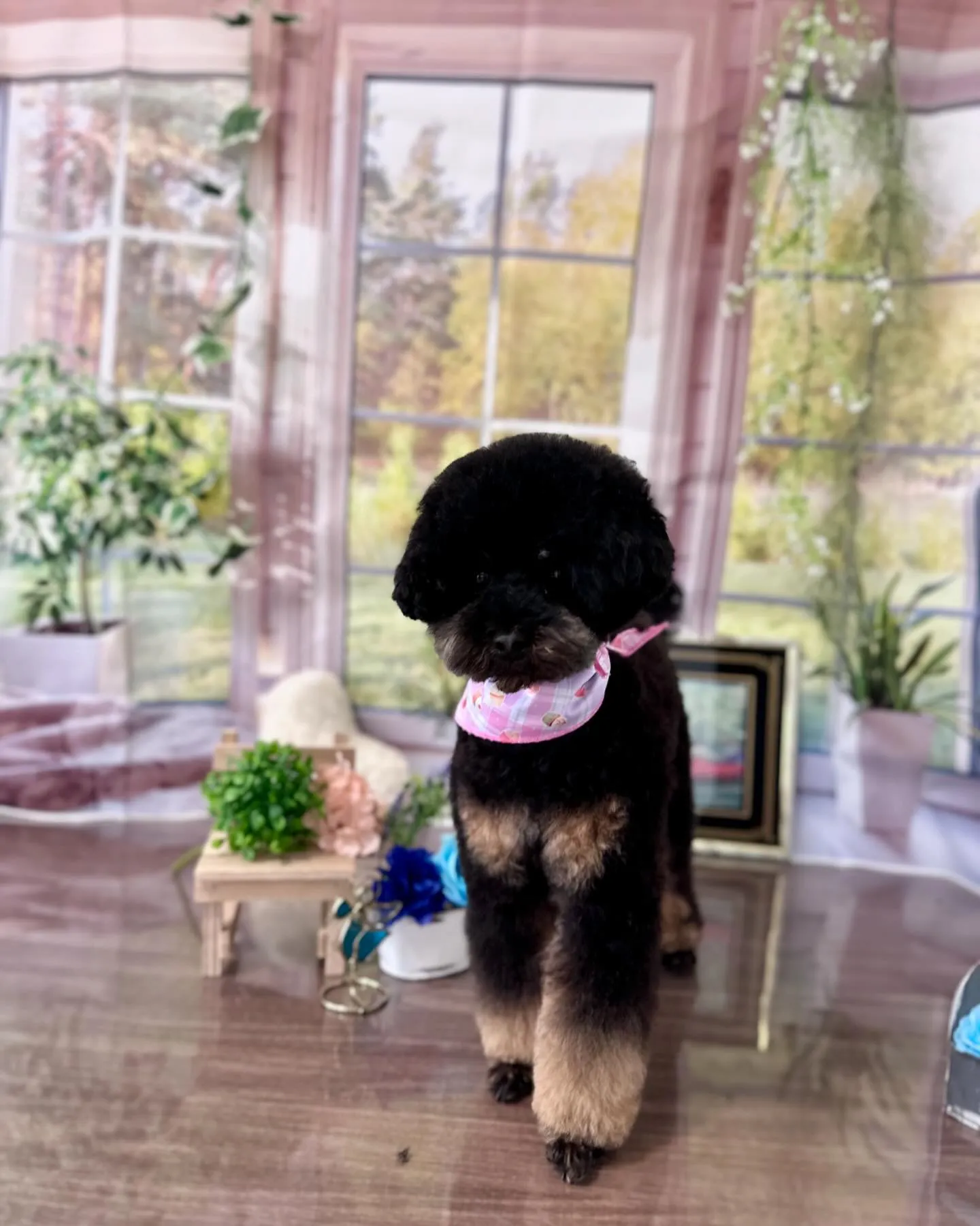 トリミングに来てくれたわんこたちです🎶