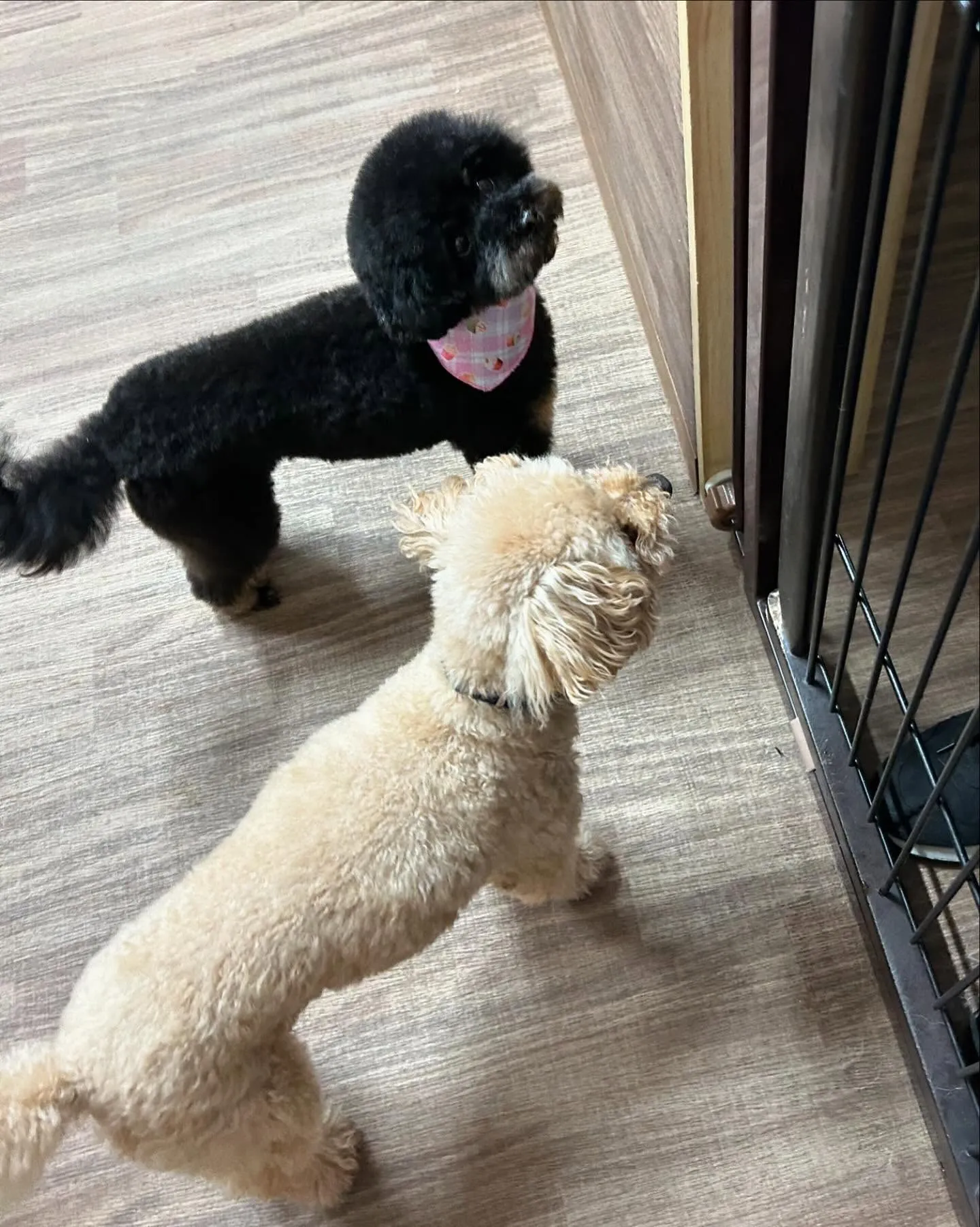 トリミングに来てくれたわんこたちです🎶