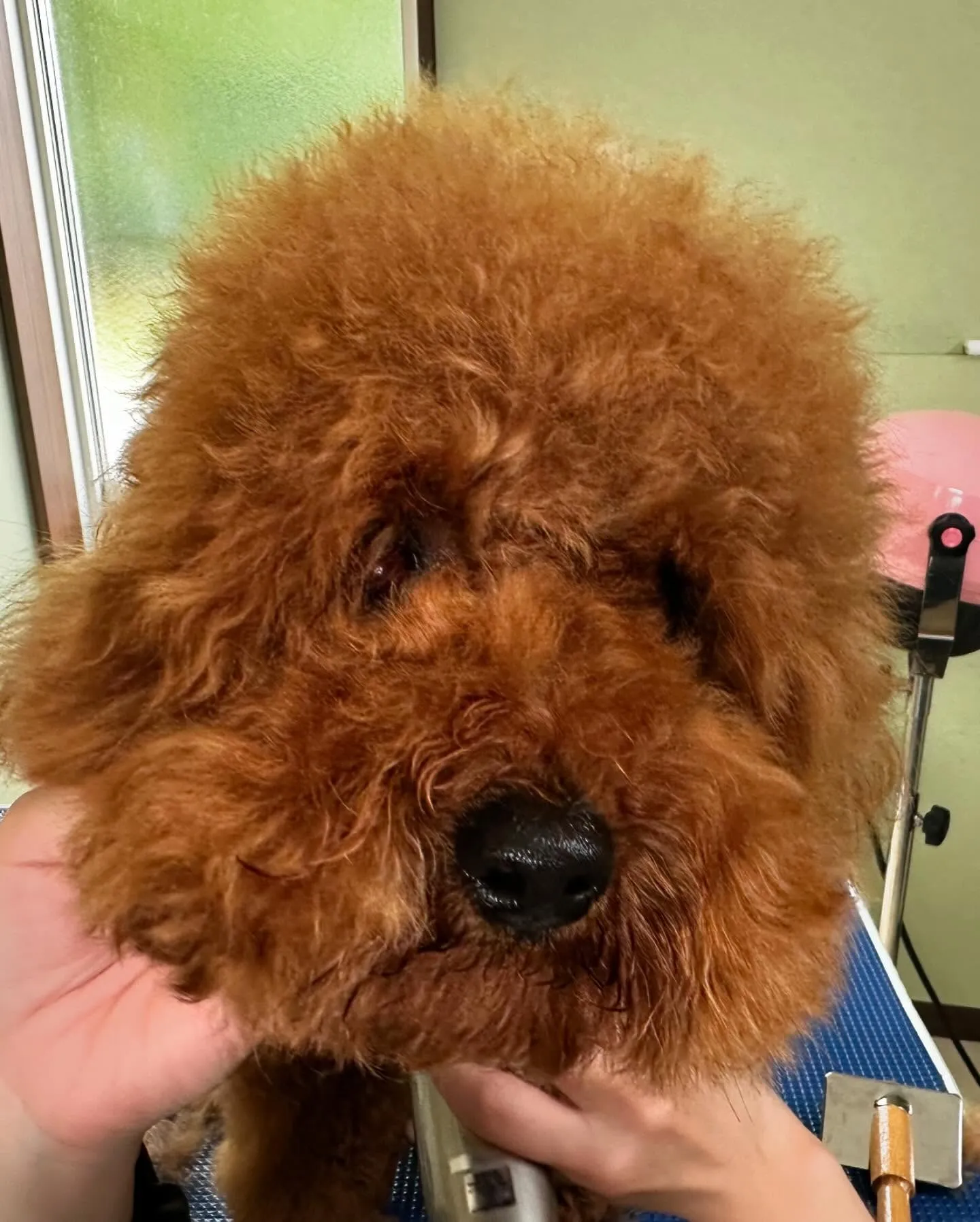 トリミングに来てくれたわんこたちです🎶