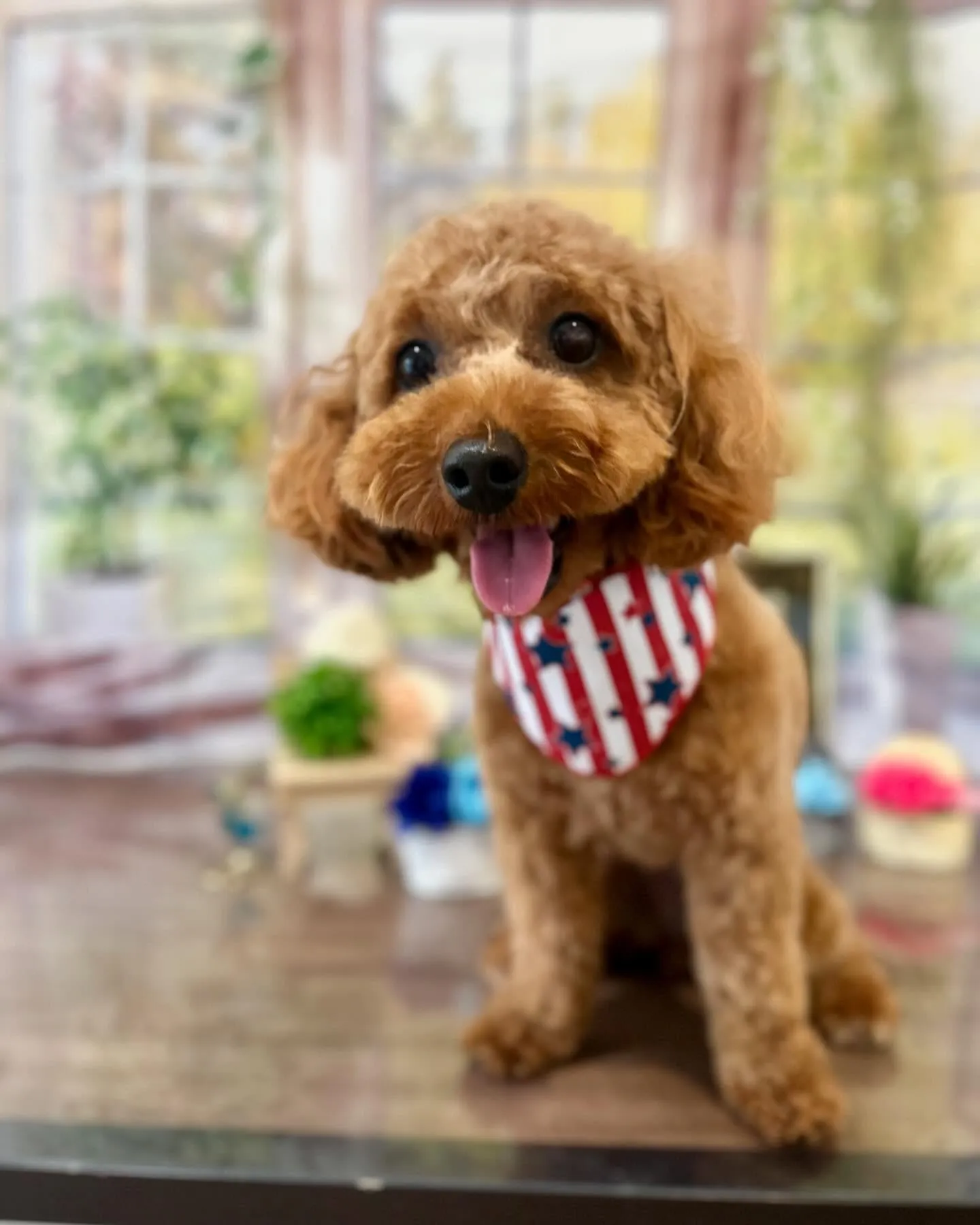 トリミングに来てくれたわんこたちです🎶