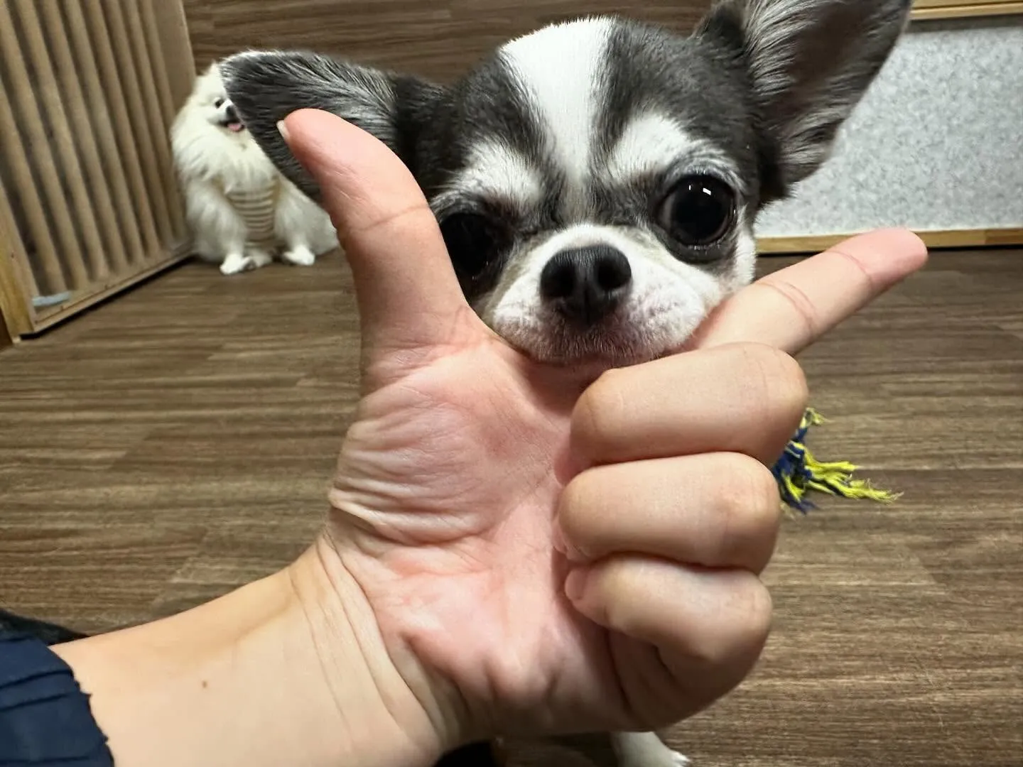 運動会イベント動画第2弾をYouTubeにアップしました🎶