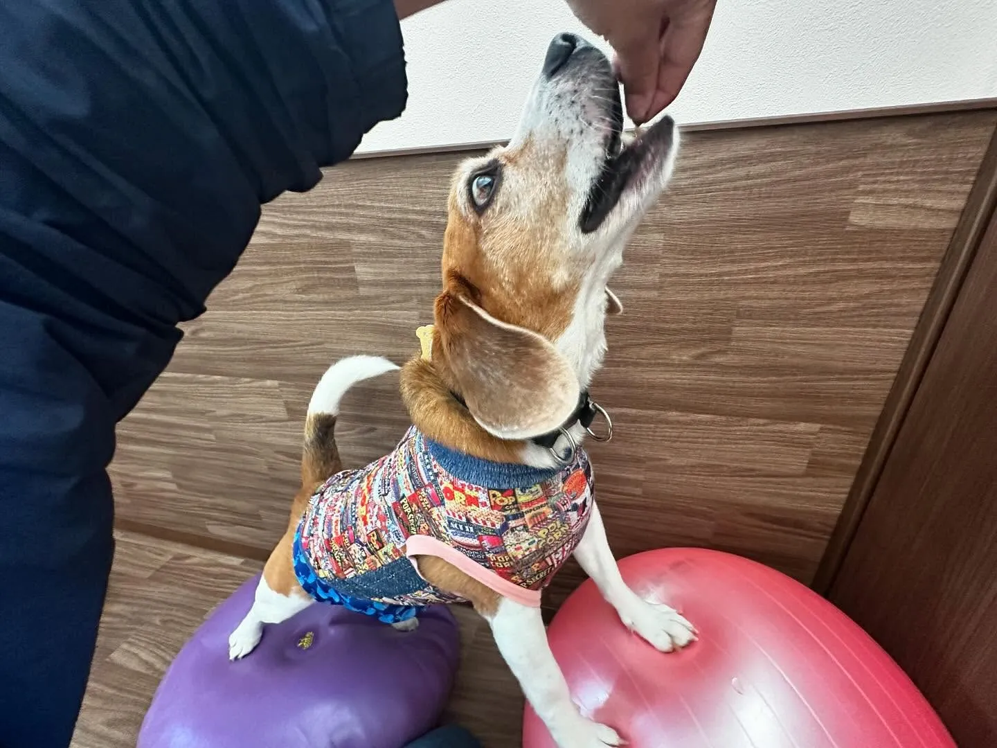 運動会イベント動画第2弾をYouTubeにアップしました🎶