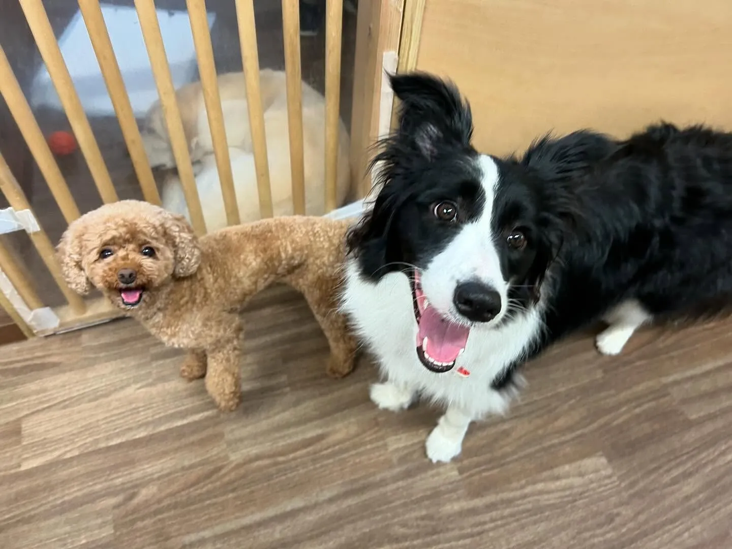 運動会イベント動画第2弾をYouTubeにアップしました🎶