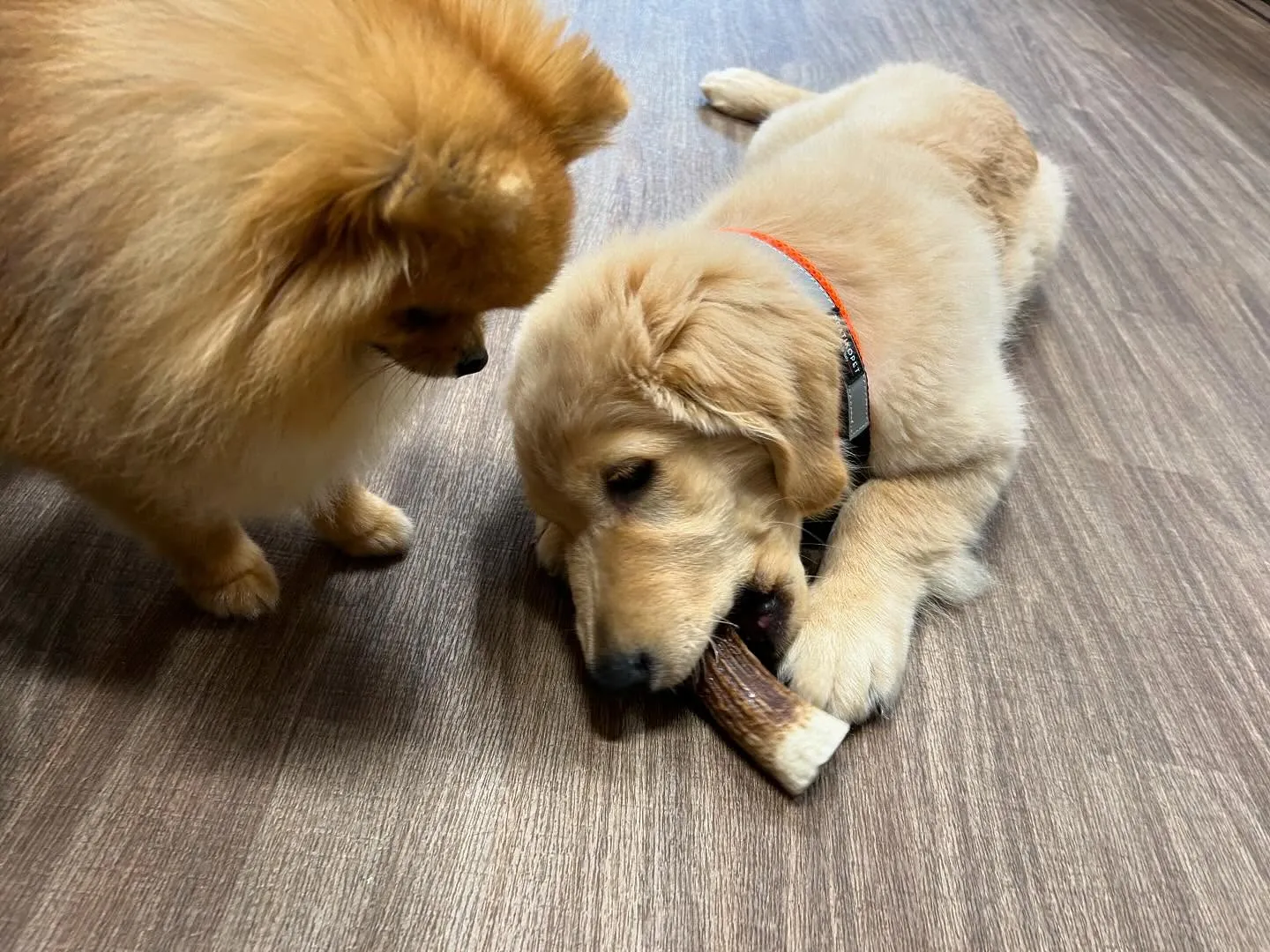 運動会イベント動画第2弾をYouTubeにアップしました🎶