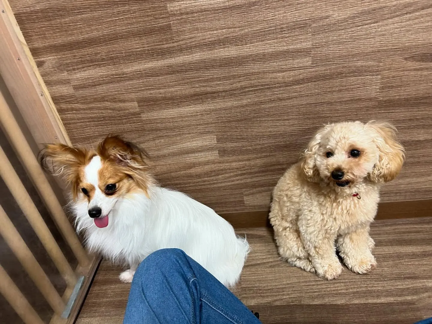 運動会イベント動画第2弾をYouTubeにアップしました🎶