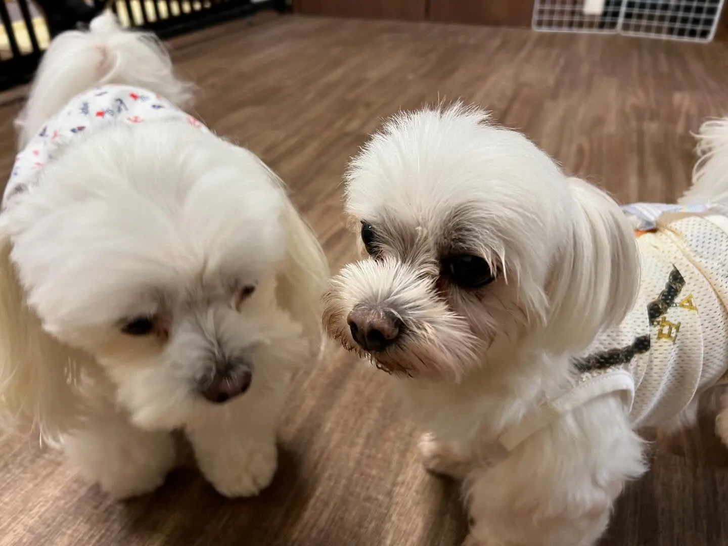 運動会イベント動画第2弾をYouTubeにアップしました🎶