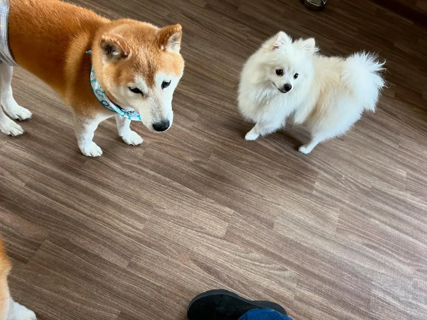 運動会イベント動画第2弾をYouTubeにアップしました🎶