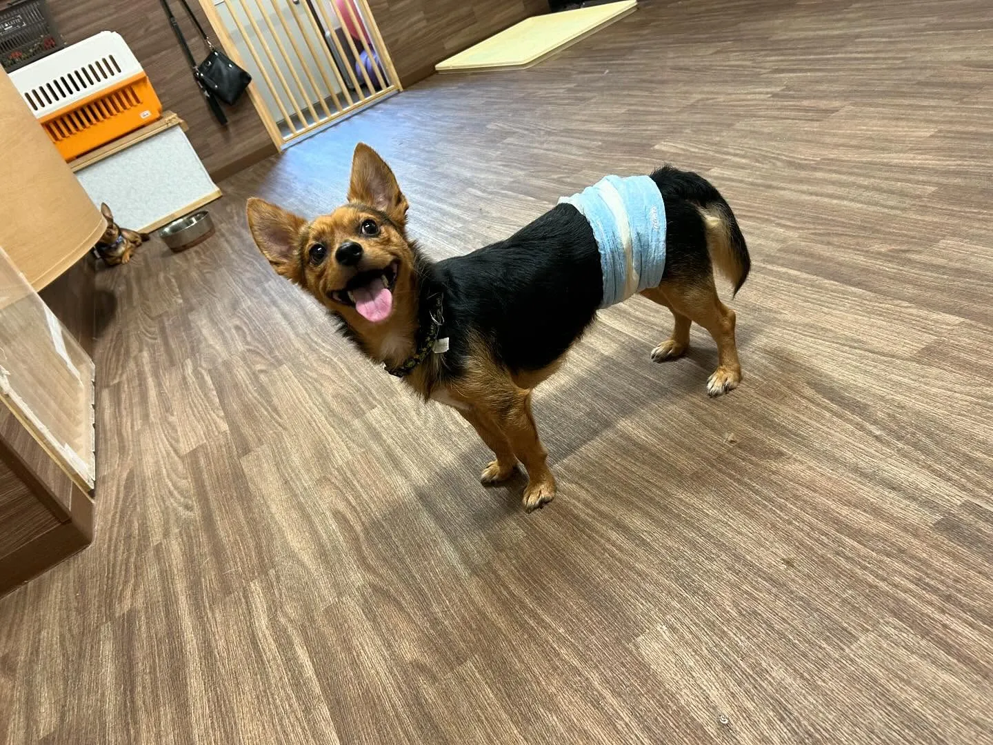 運動会イベント動画第2弾をYouTubeにアップしました🎶