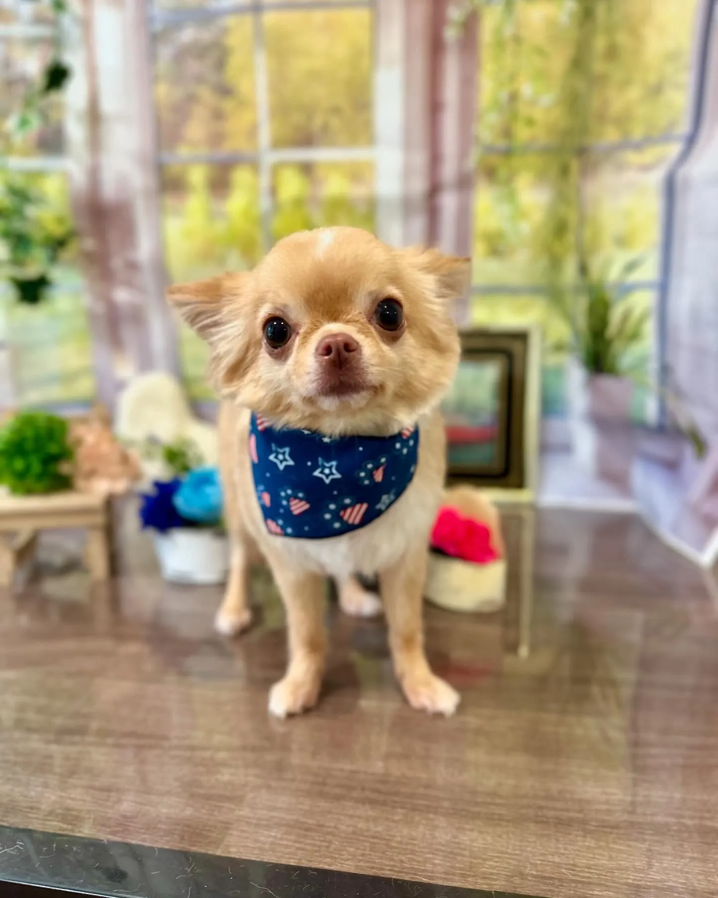 トリミングに来てくれたわんこたちです😊