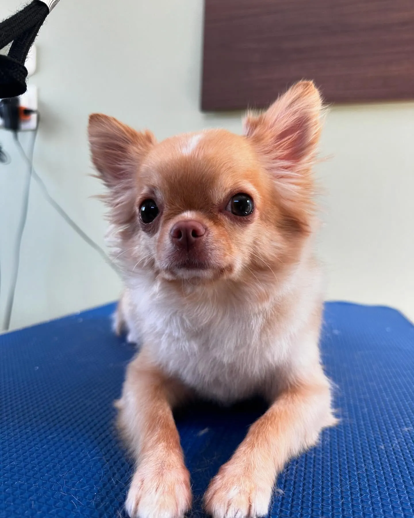 トリミングに来てくれたわんこたちです😊