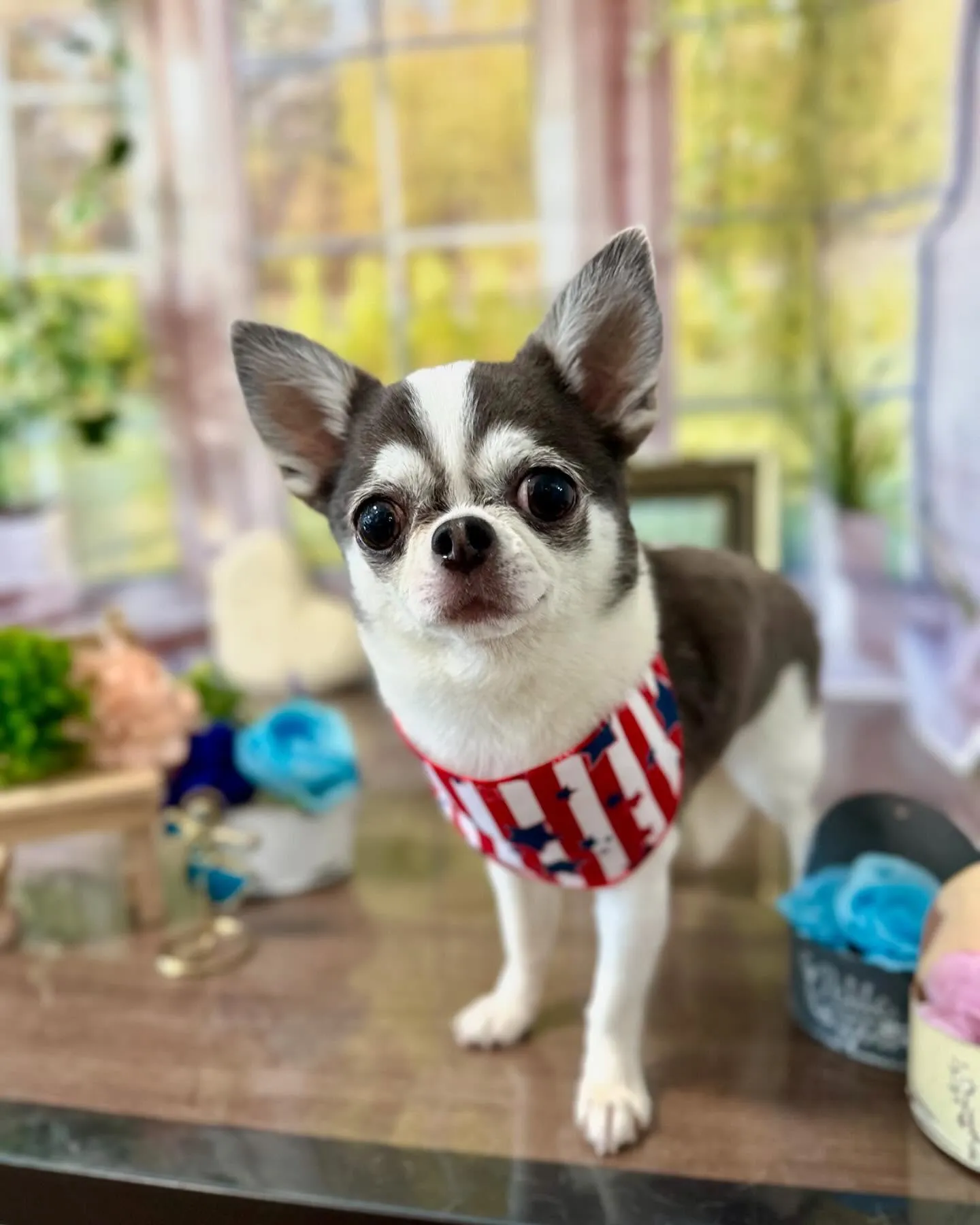 トリミングに来てくれたわんこたちです😊