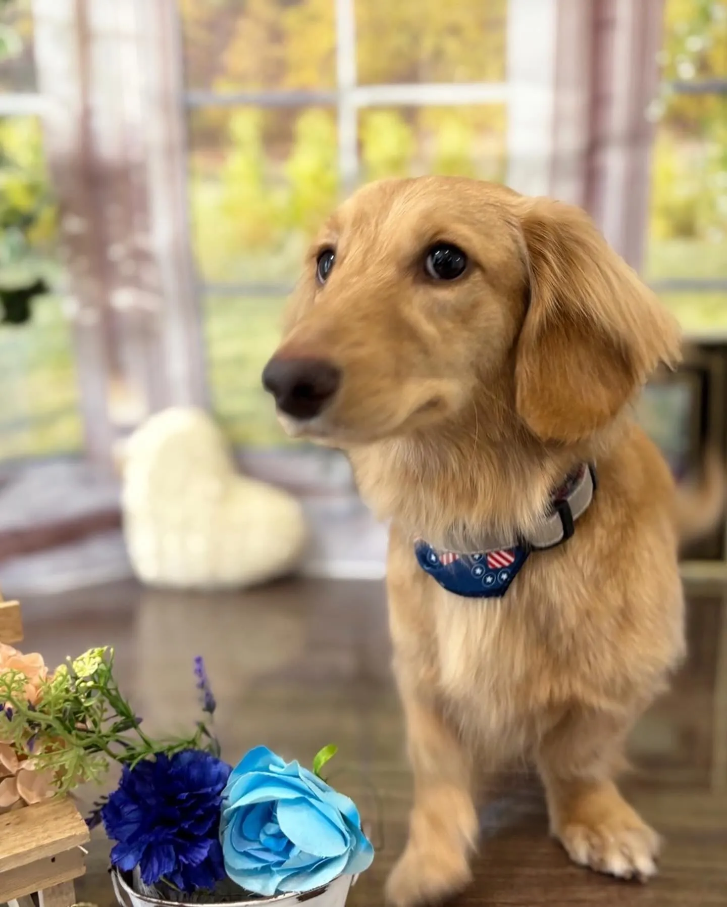 トリミングに来てくれたわんこたちです😊