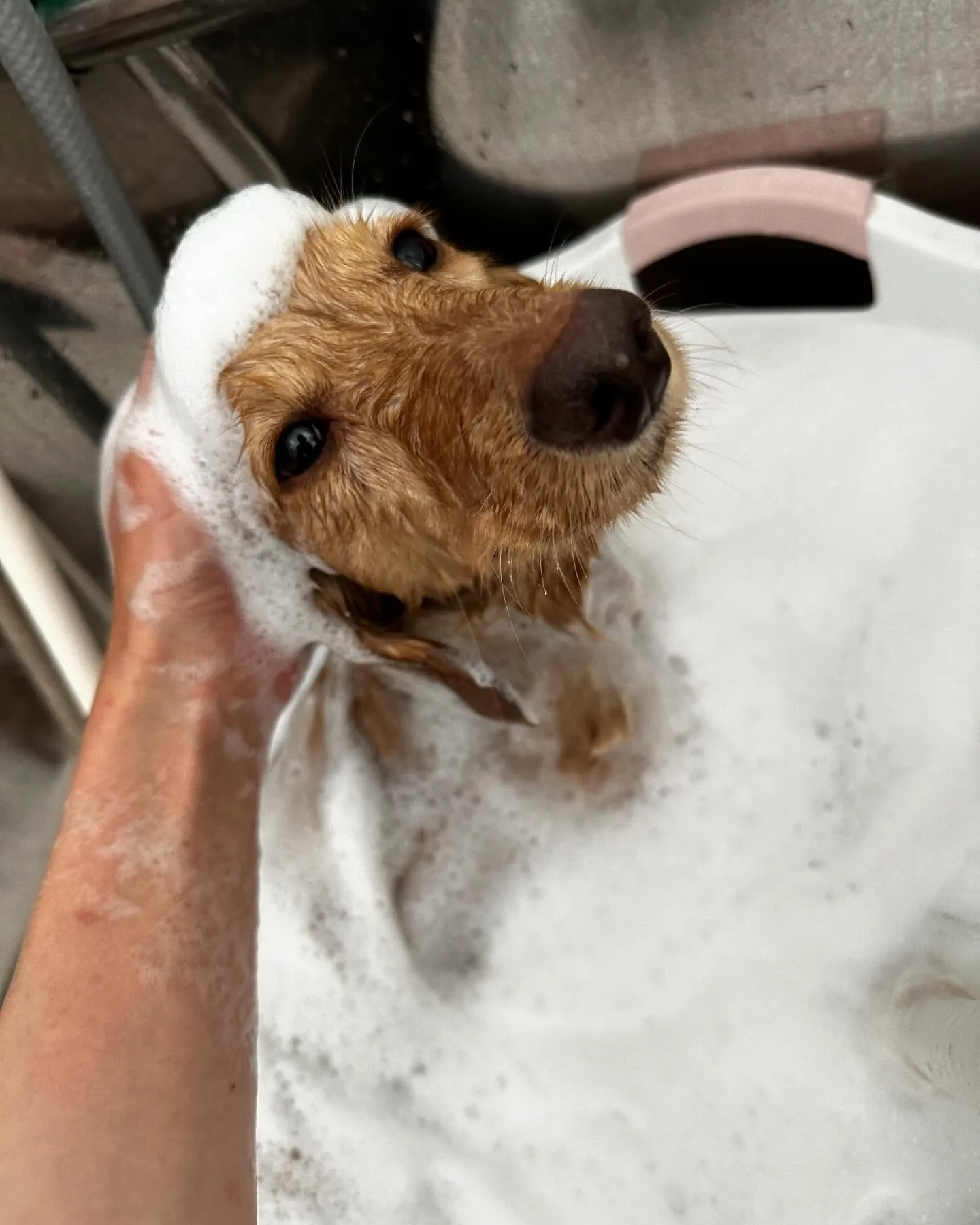 トリミングに来てくれたわんこたちです😊