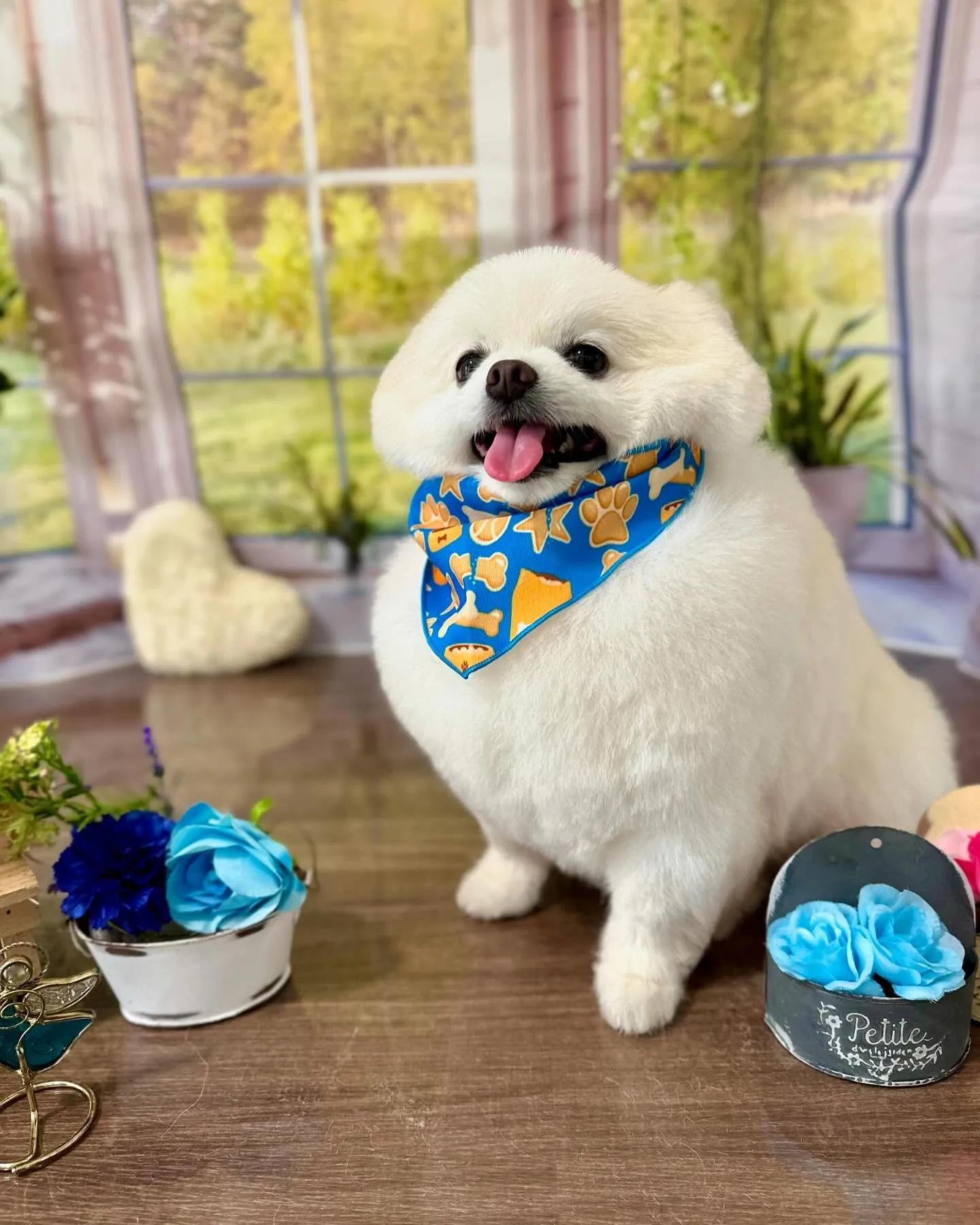 トリミングに来てくれたわんこたちです😊