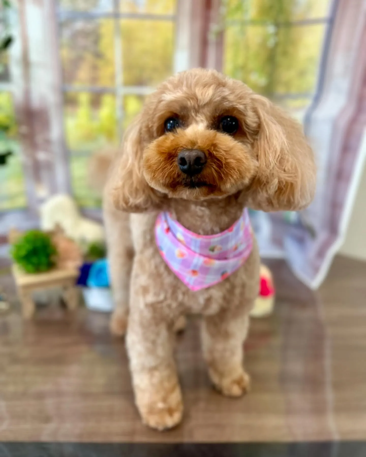 トリミングに来てくれたわんこたちです😊