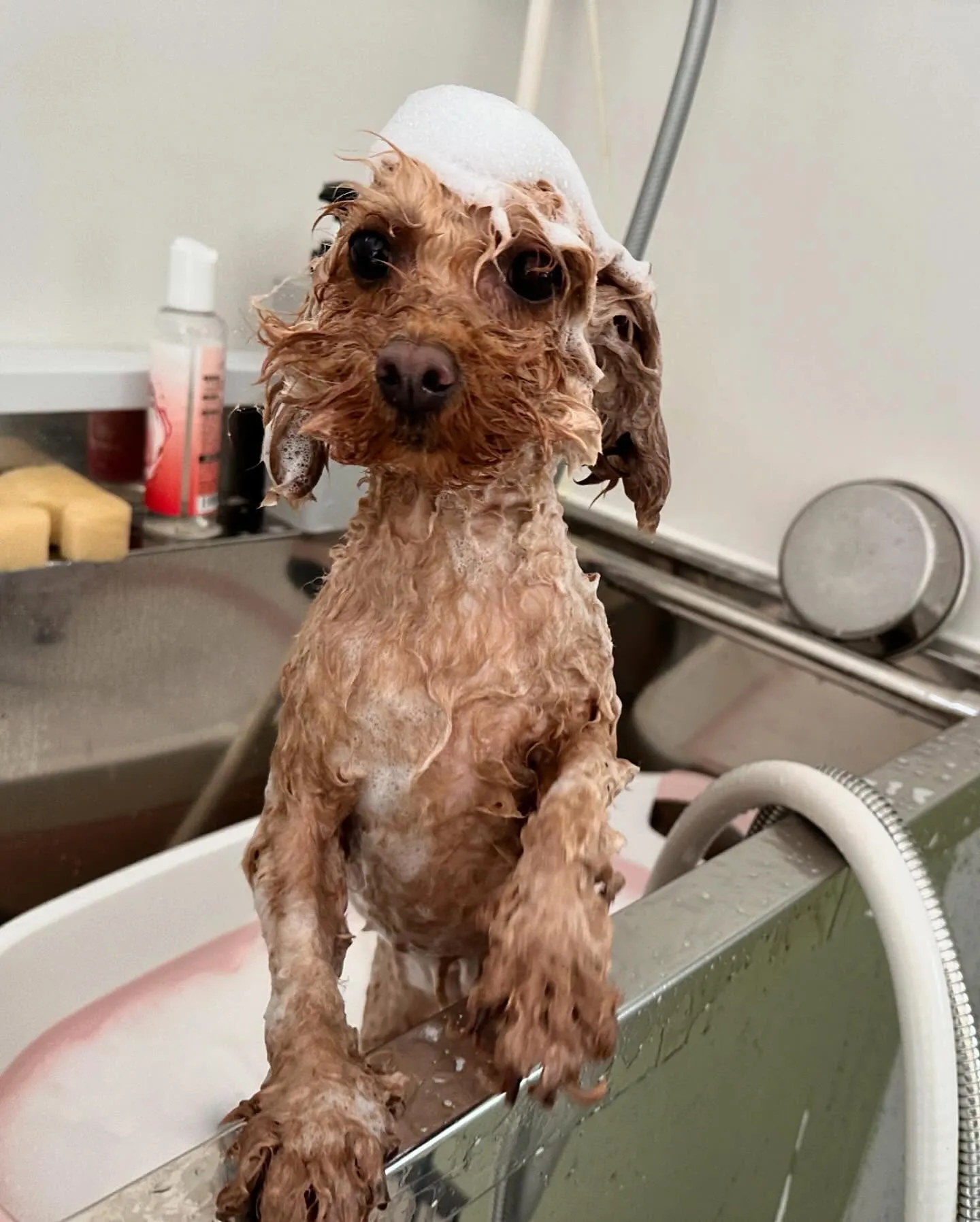 トリミングに来てくれたわんこたちです😊