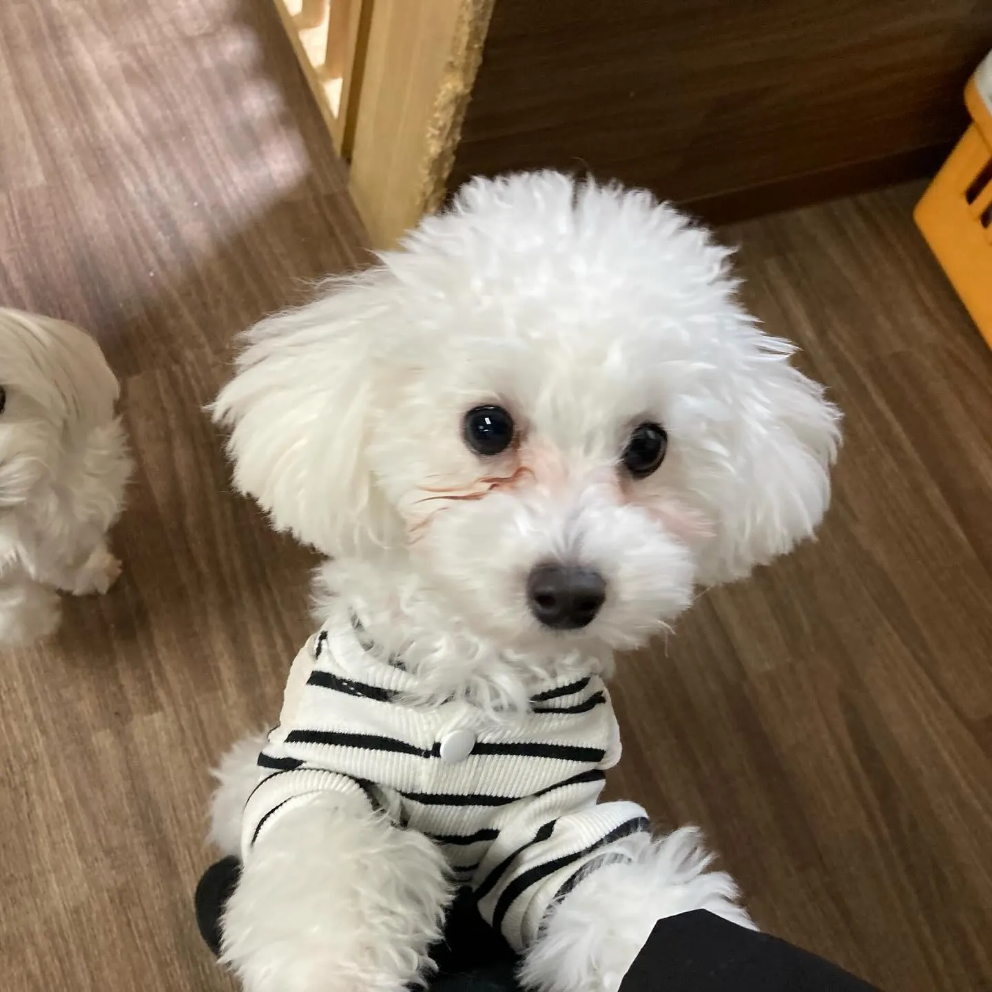 入会してくれたモカちゃんとみるくくん🌼